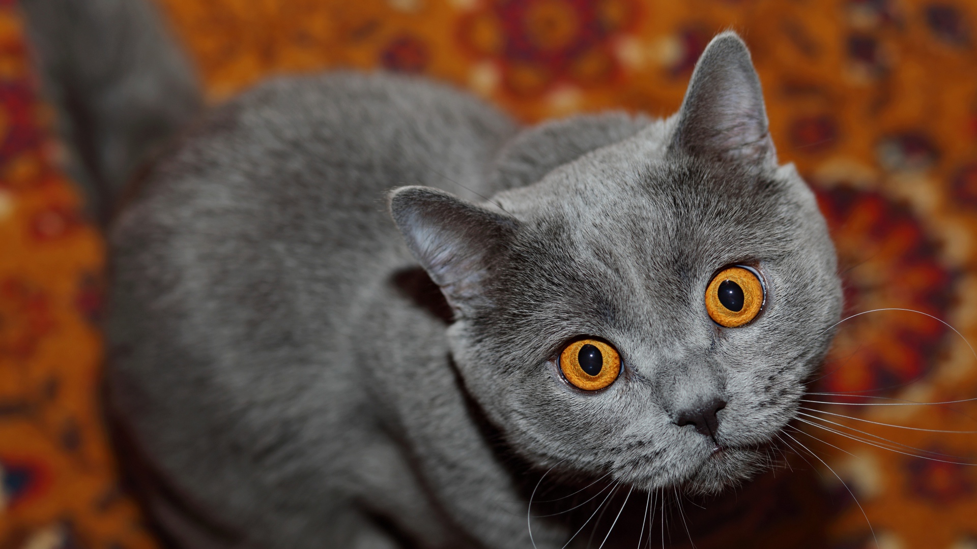 Породистый британский кот с желтыми глазами