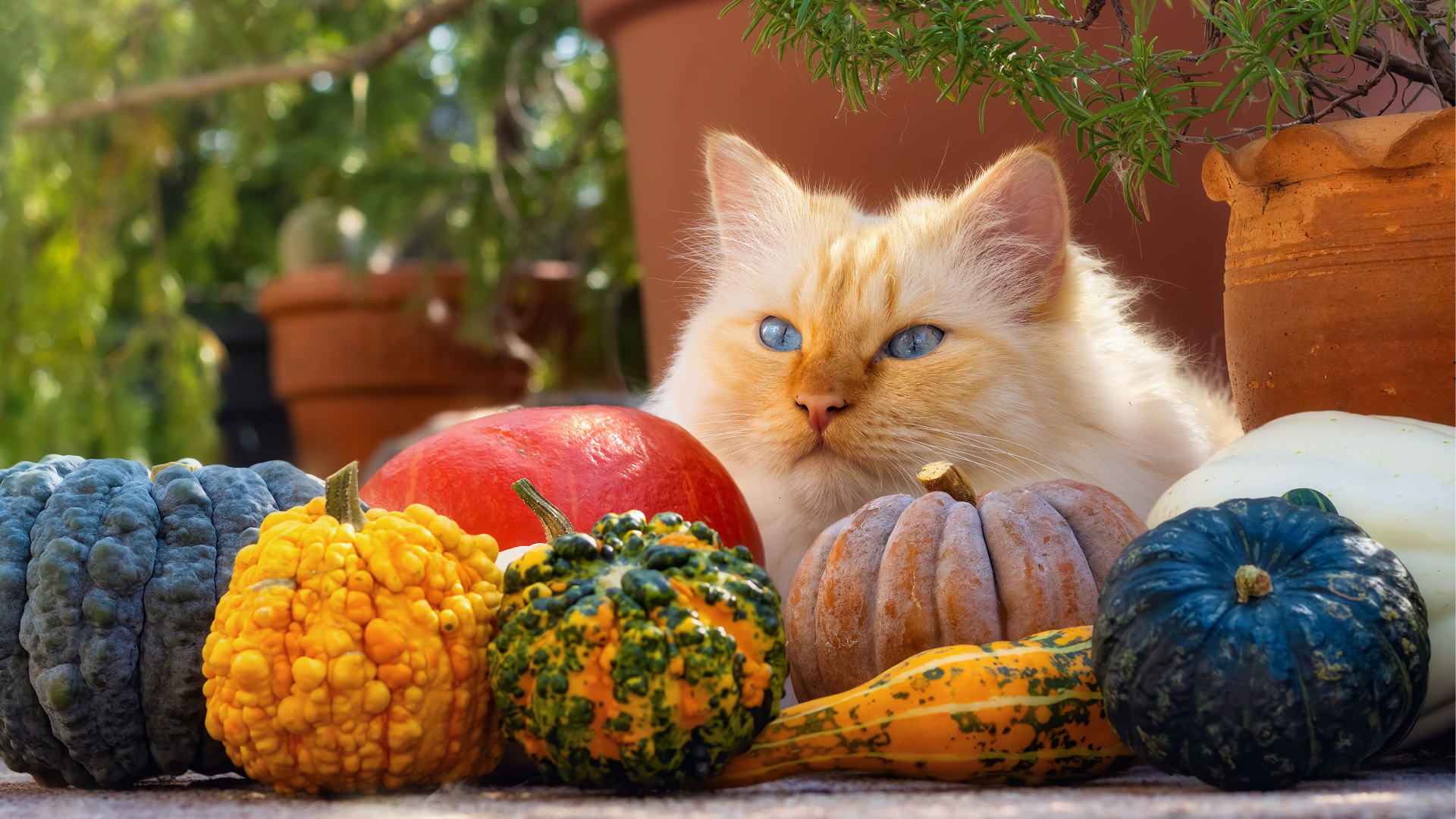 Рыжий голубоглазый кот с тыквами