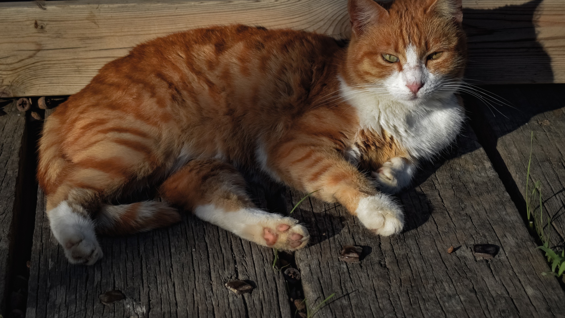 Рыжий кот в лучах солнца лежит на досках 