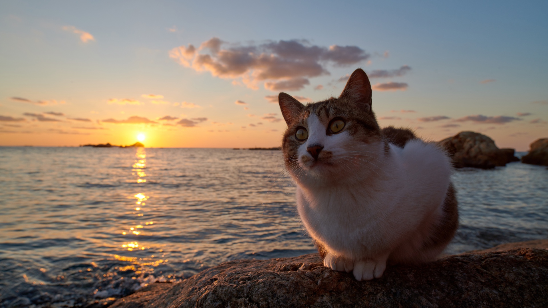 Рыжий кот сидит на камне у моря на закате солнца 