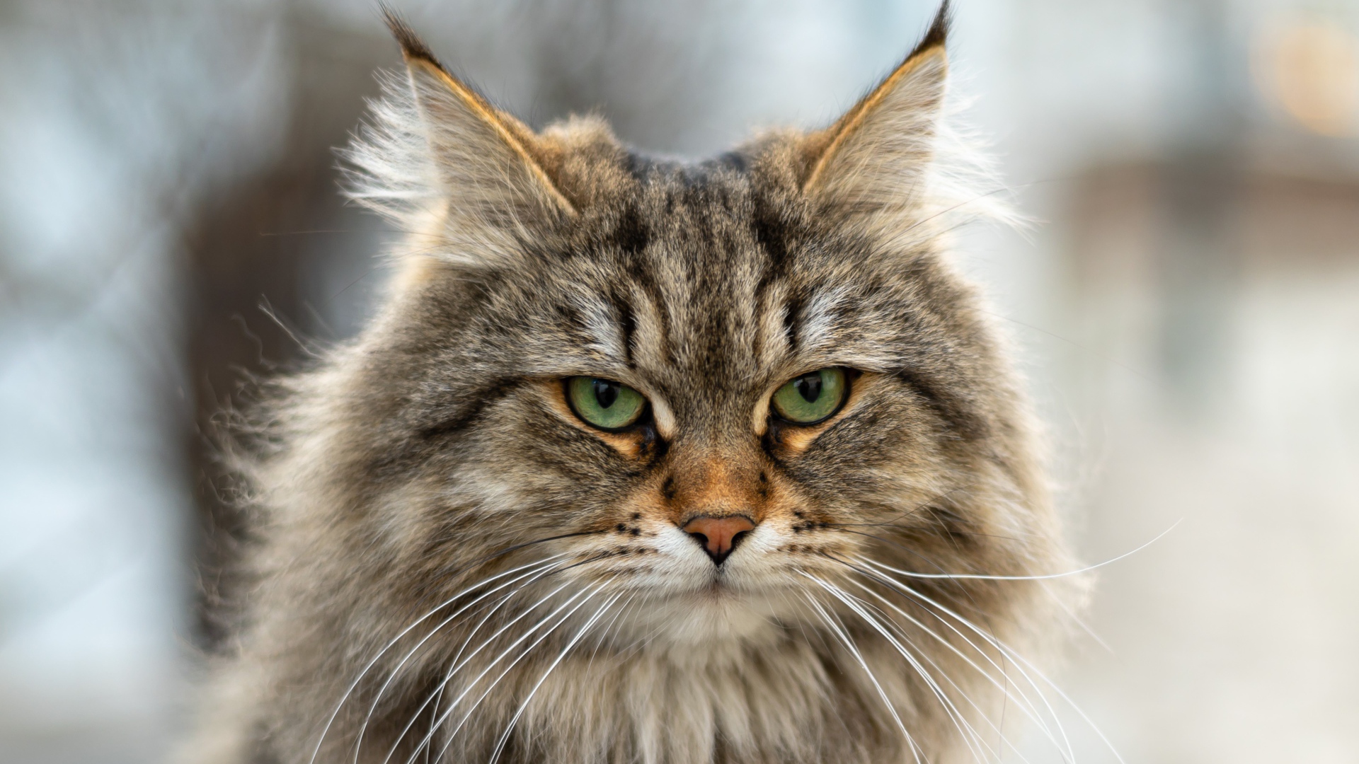 Серьезный пушистый серый кот 