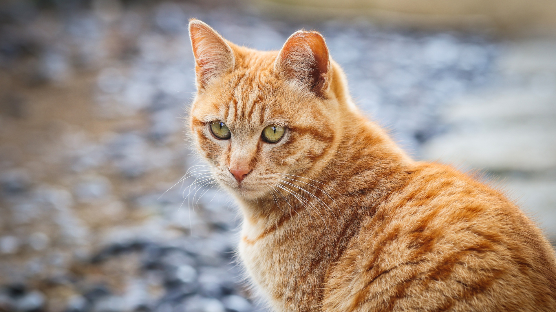 Полосатый рыжий кот смотрит вдаль 