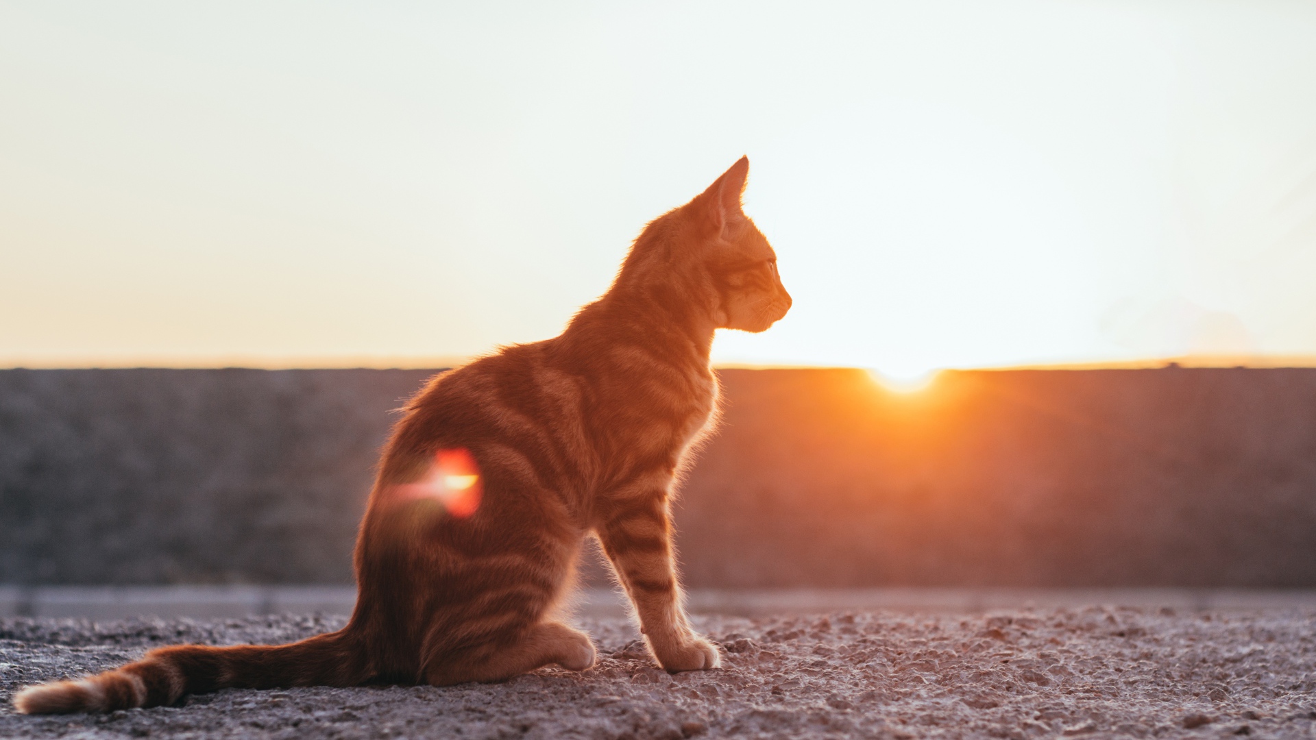 Полосатый серый кот в лучах солнца