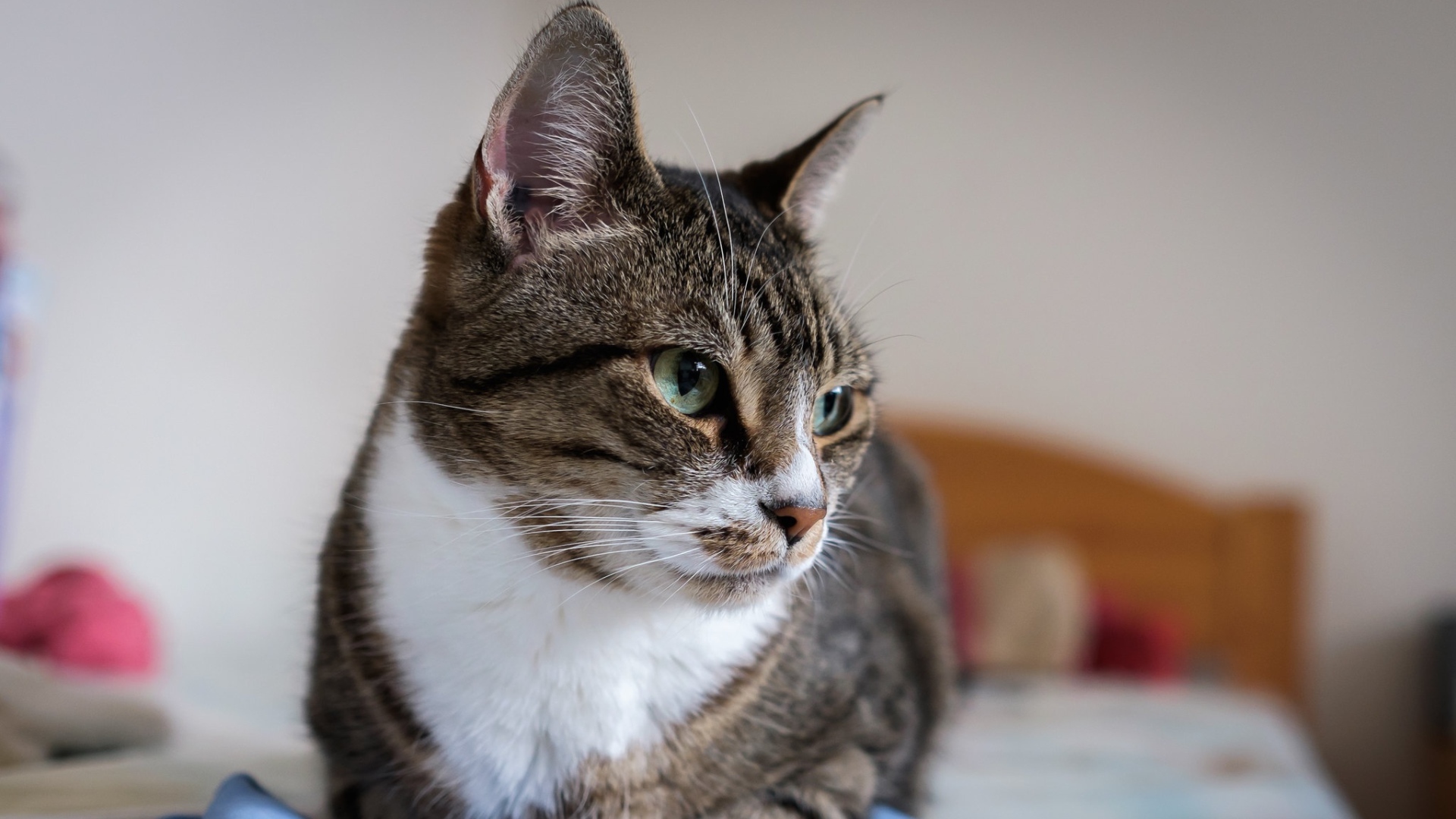 Полосатый серый кот с зелеными глазами на кровати