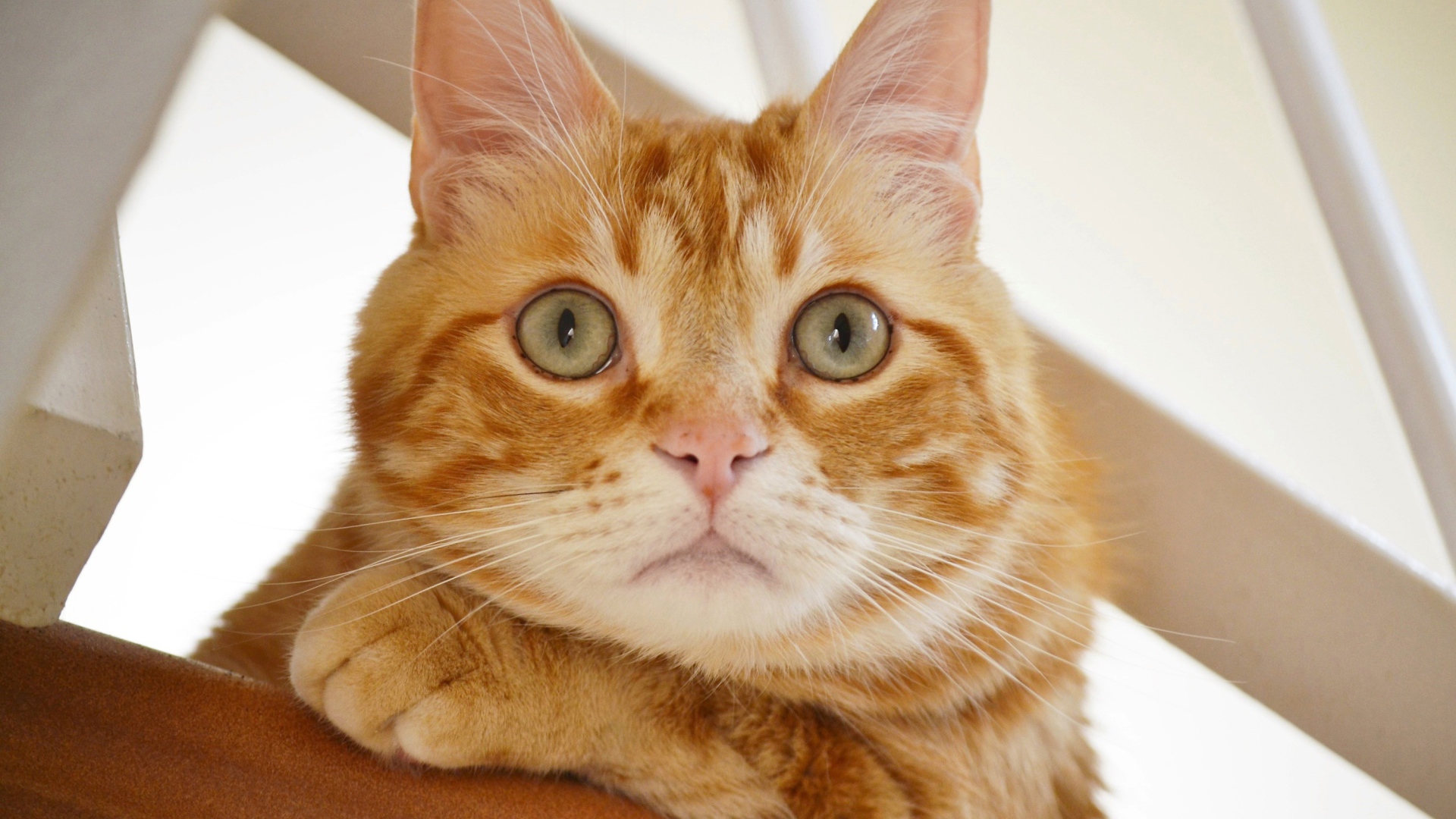 Полосатый рыжий кот смотрит на хозяина