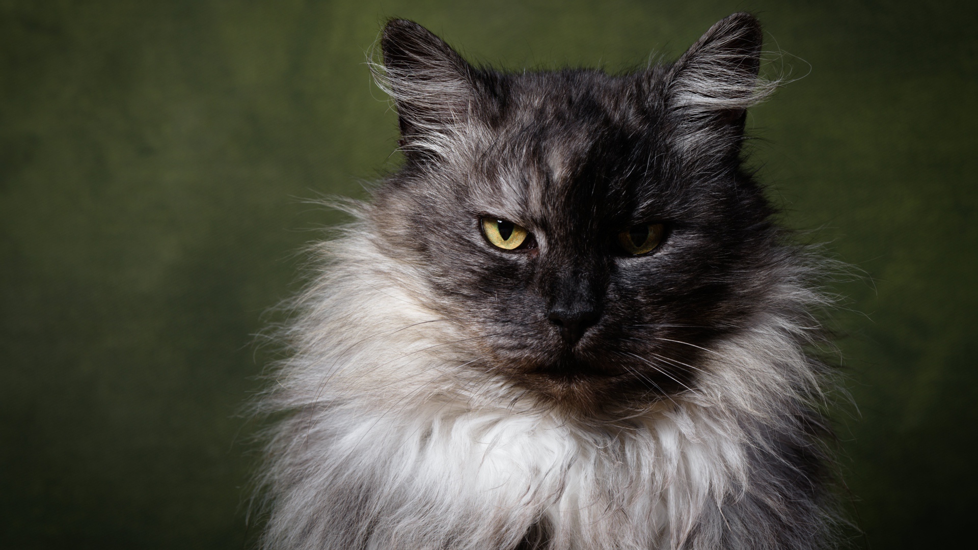 Грозный пушистый кот с желтыми глазами