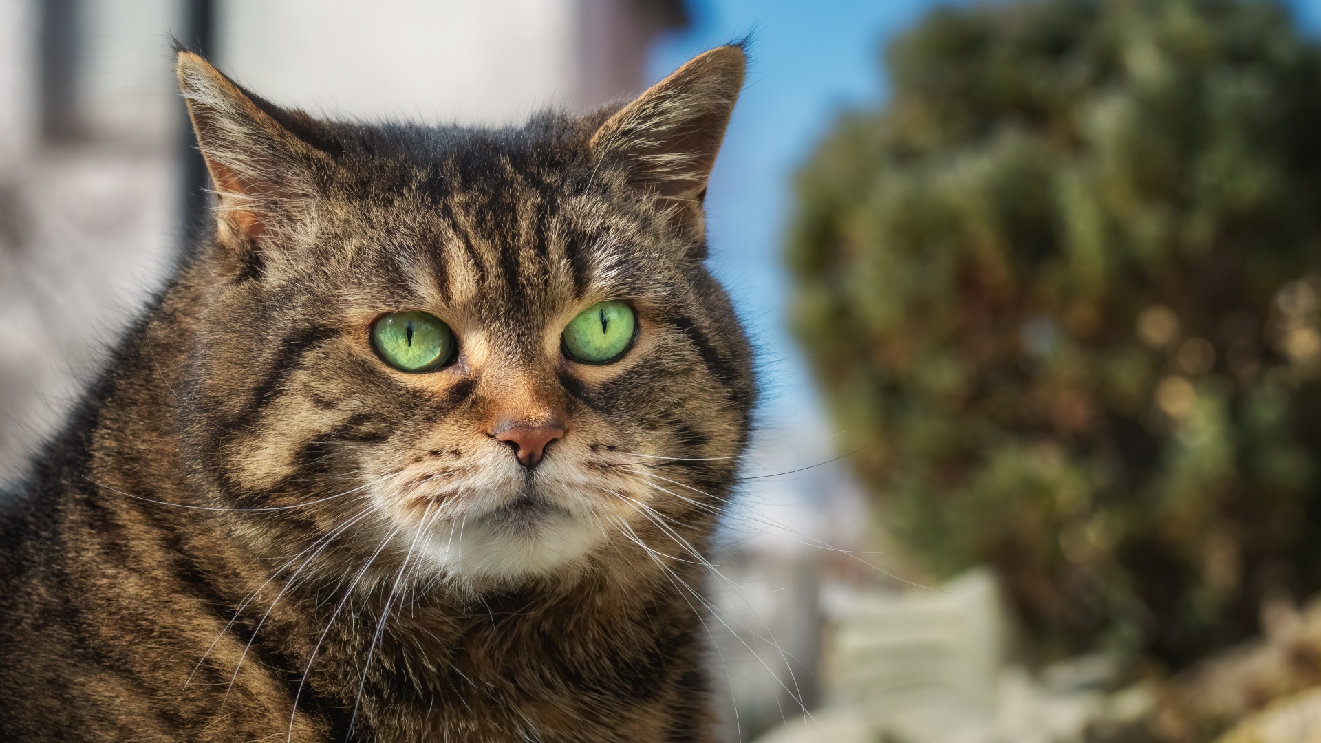 Морда большого серого кота с зелеными глазами