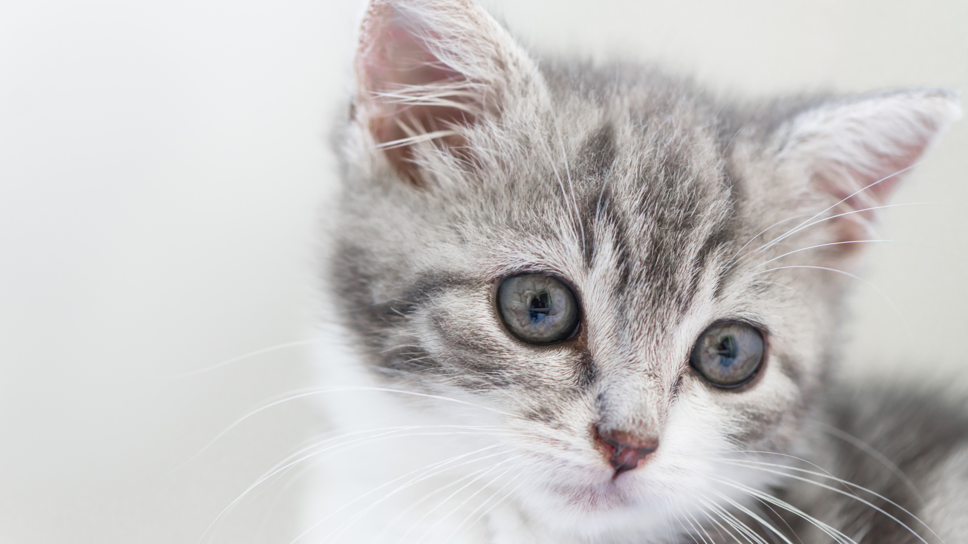 Морда маленького серого котенка 