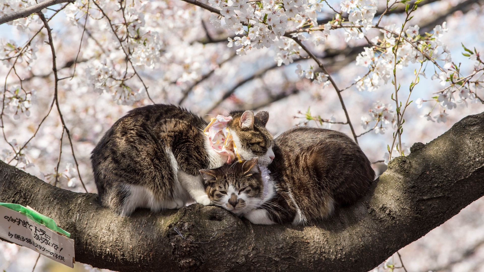 Два кота сидят на цветущей весенней ветке 