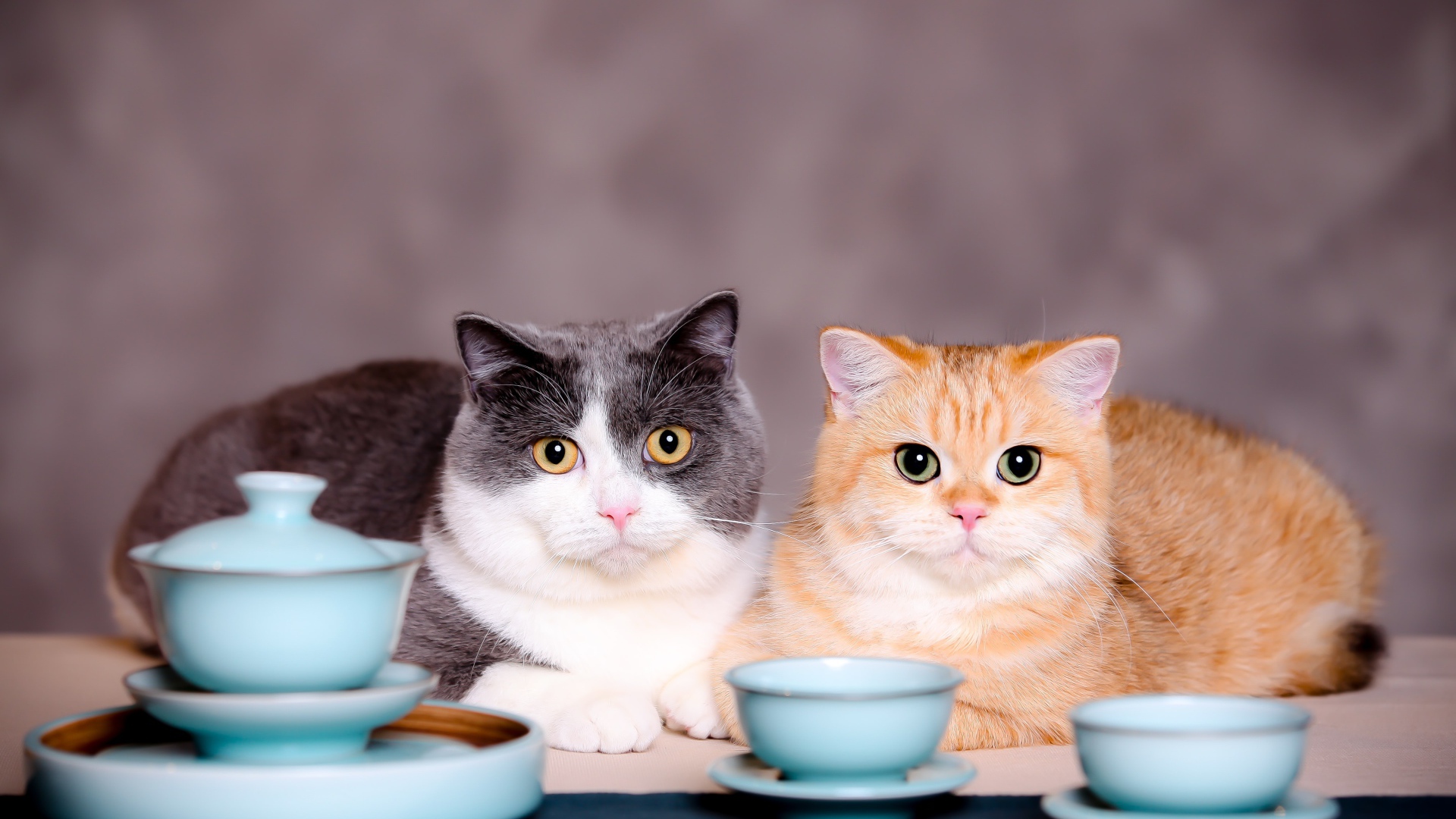 Два кота с чашками на сером фоне