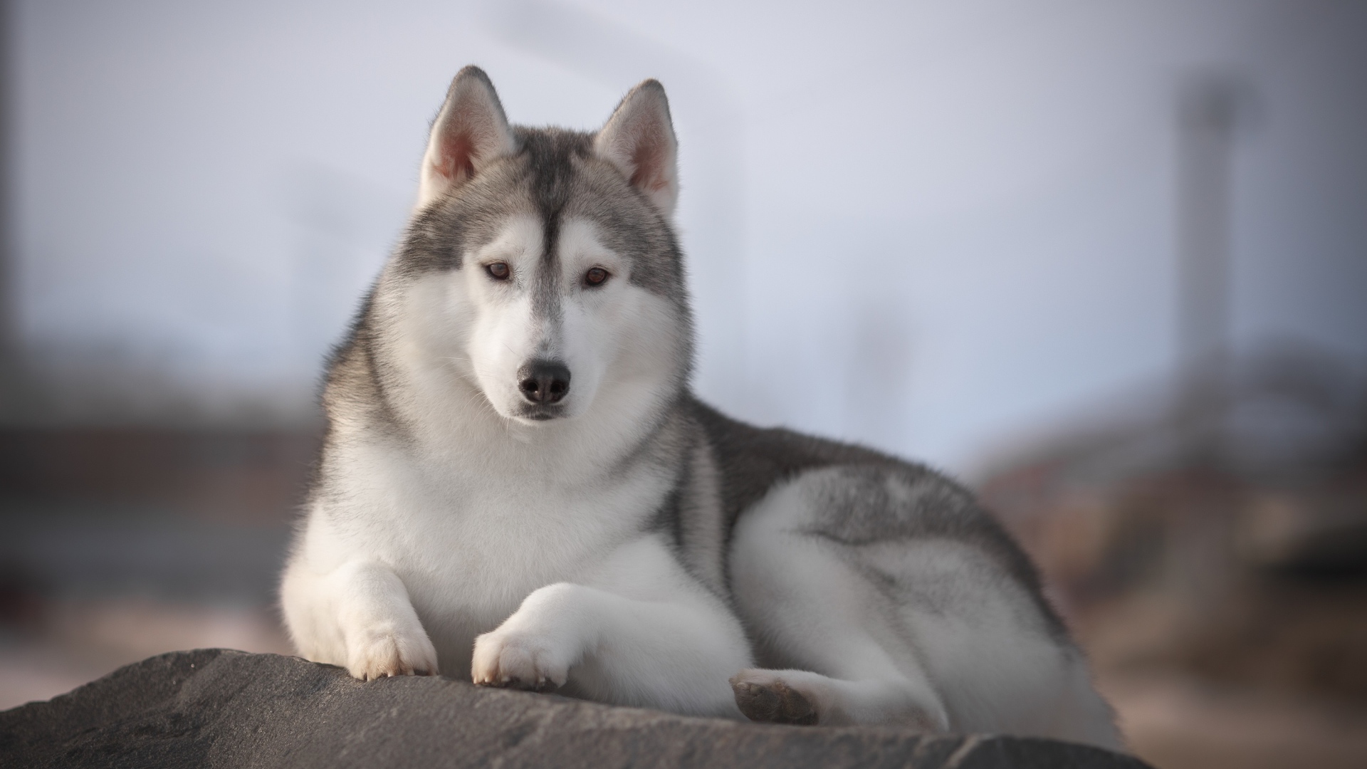 Красивый пес породы хаски лежит на камне