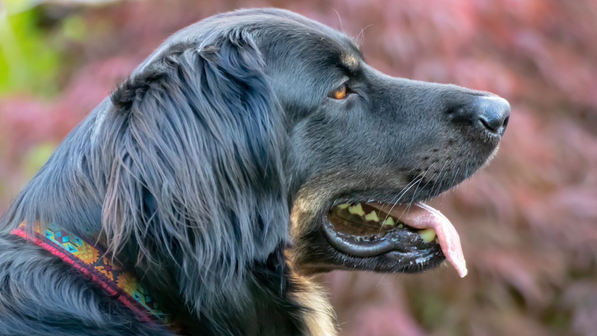 Большая черная собака с высунутым языком