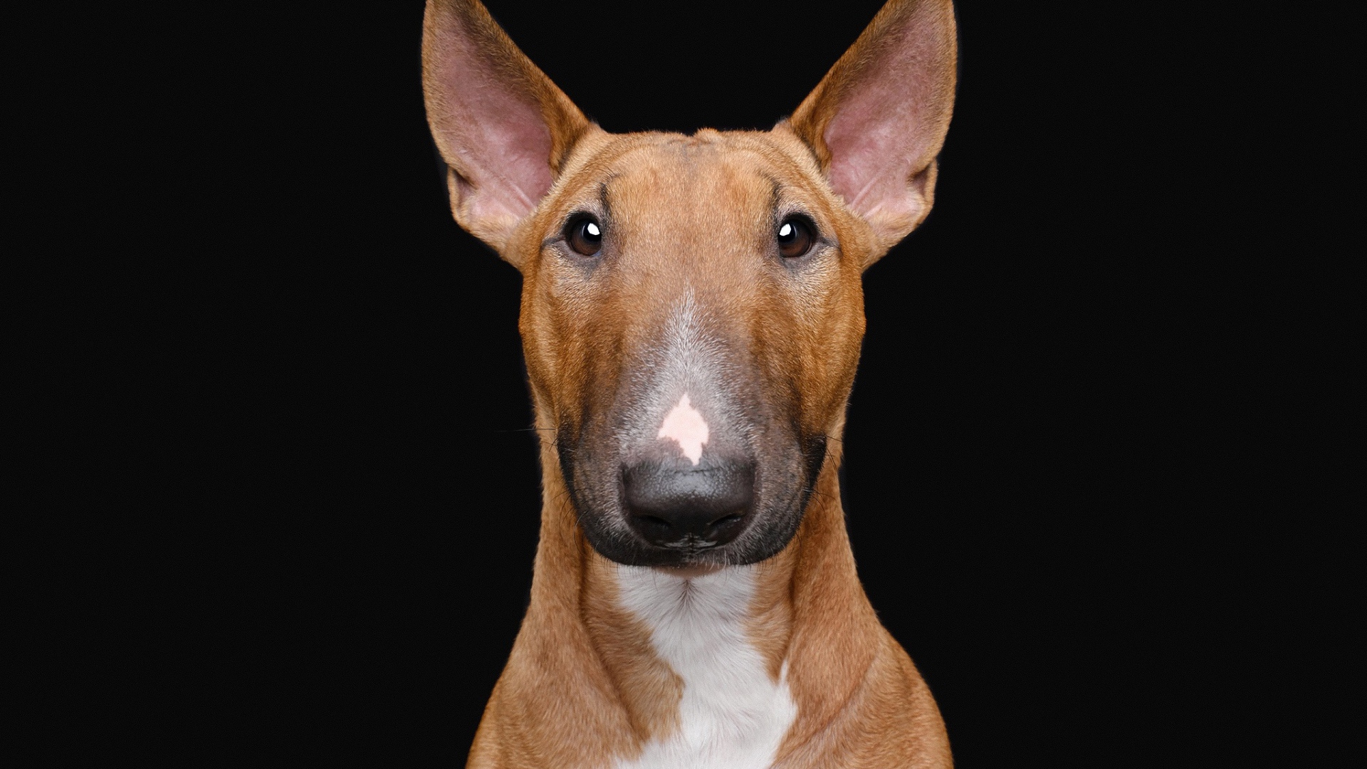 Большой бультерьер на черном фоне крупным планом