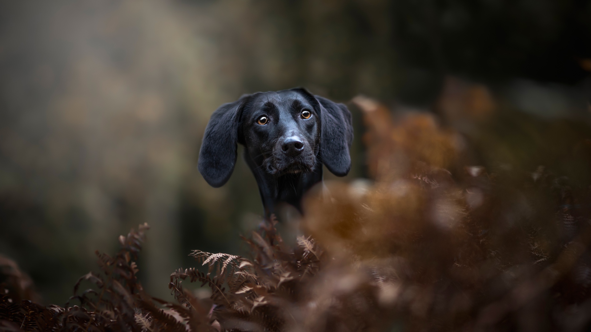 Черный пес прячется в листьях 