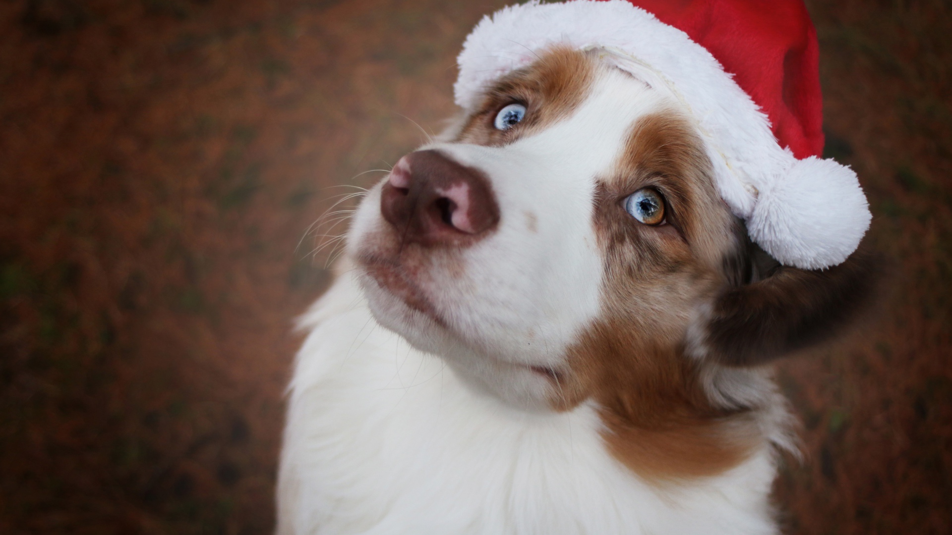 Голубоглазая австралийская овчарка в новогодней шапке 