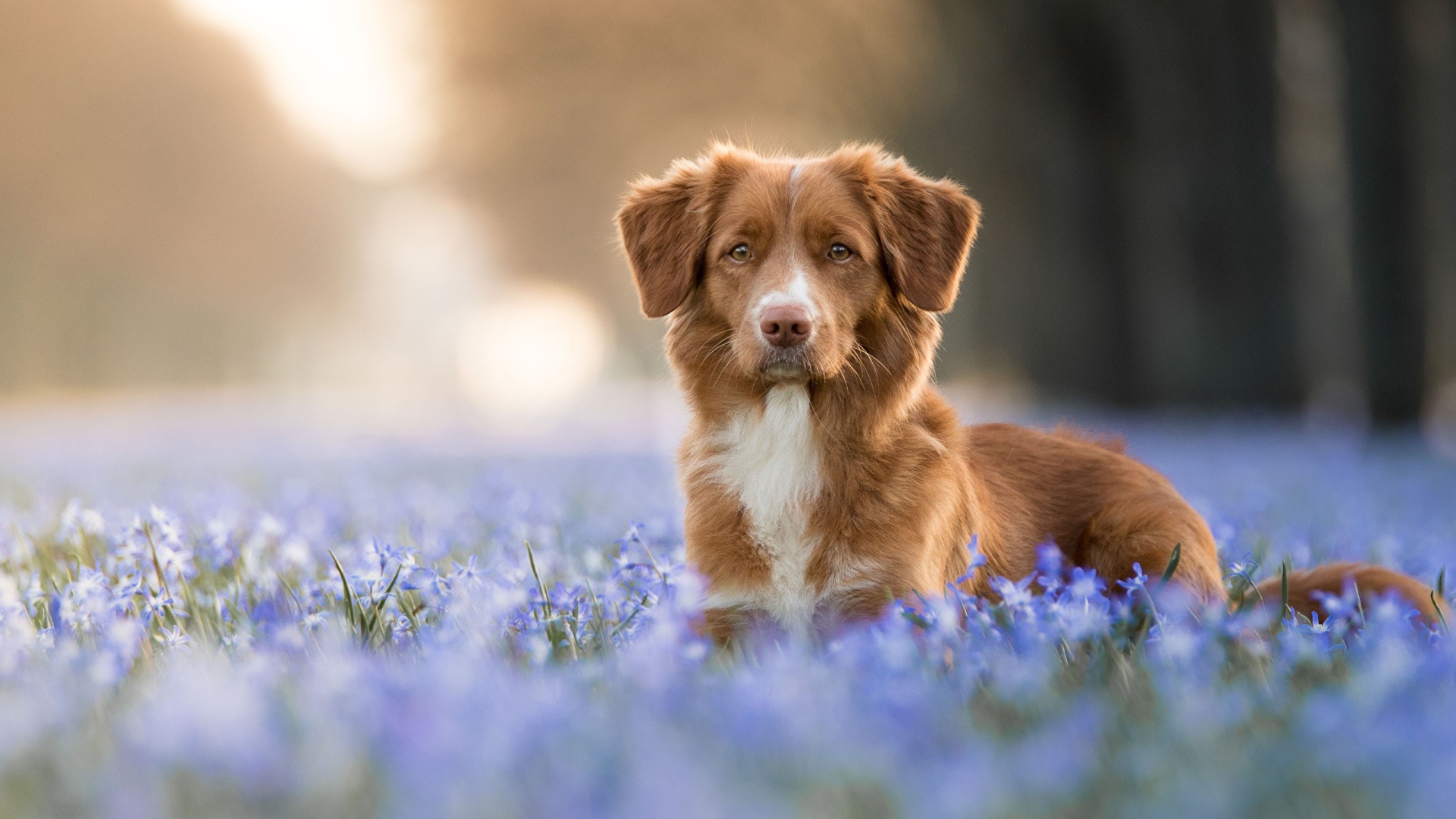 Коричневая собака стоит в синих весенних цветах 