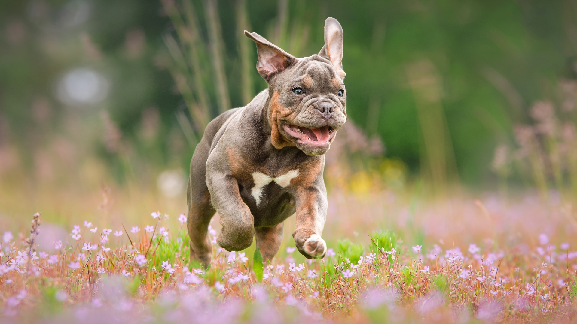 Бульдог бежит по полю с розовыми цветами