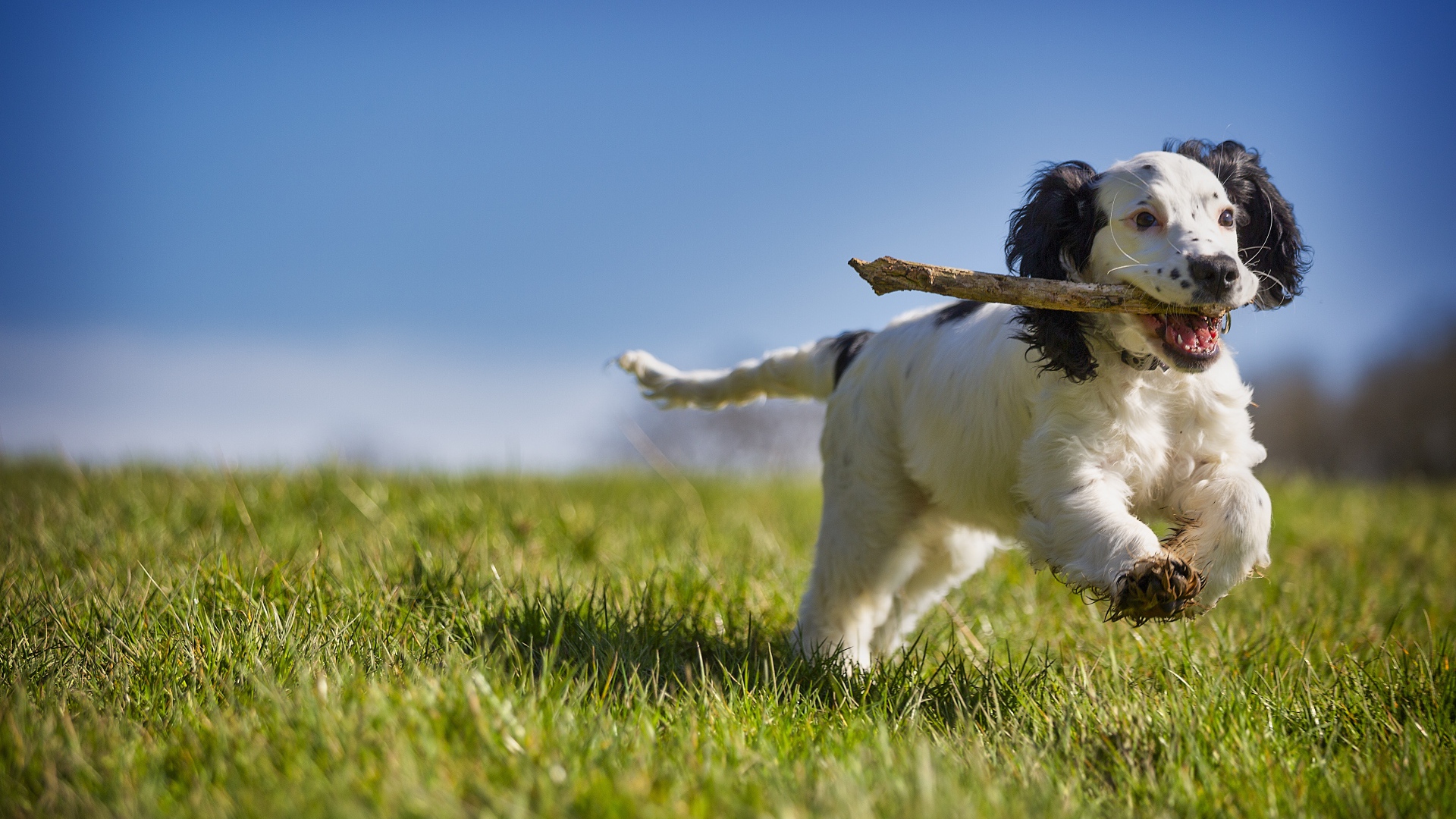 Веселый щенок с палкой бежит по зеленой траве