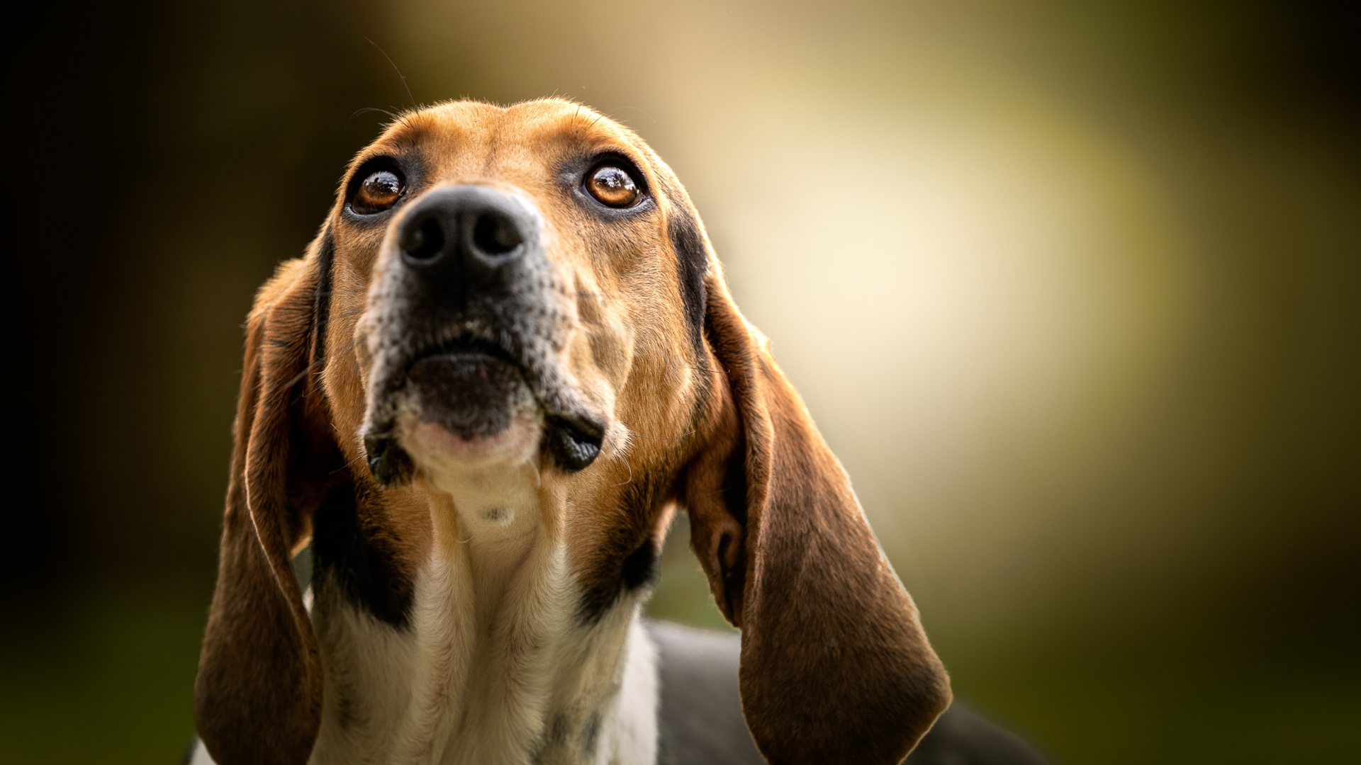 Умный пес породы бигль смотрит на хозяина