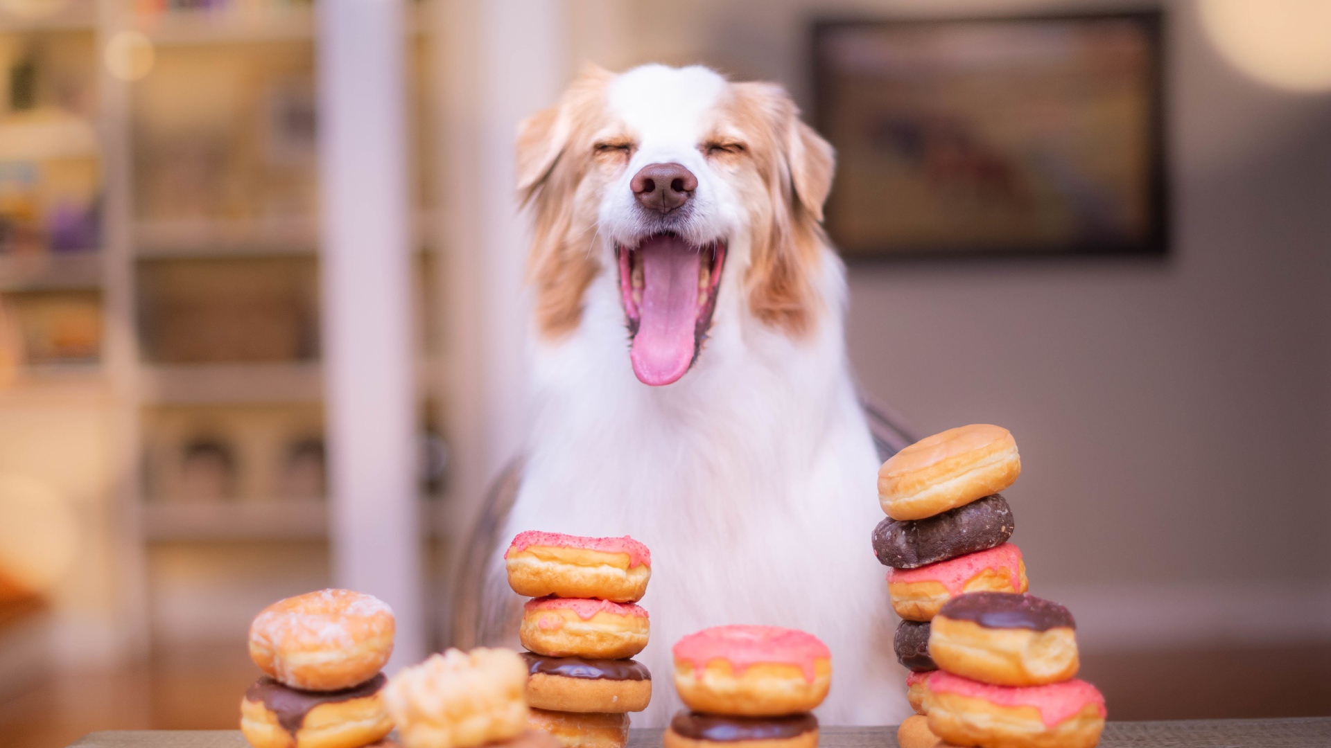 Довольный пес с высунутым языком с пончиками