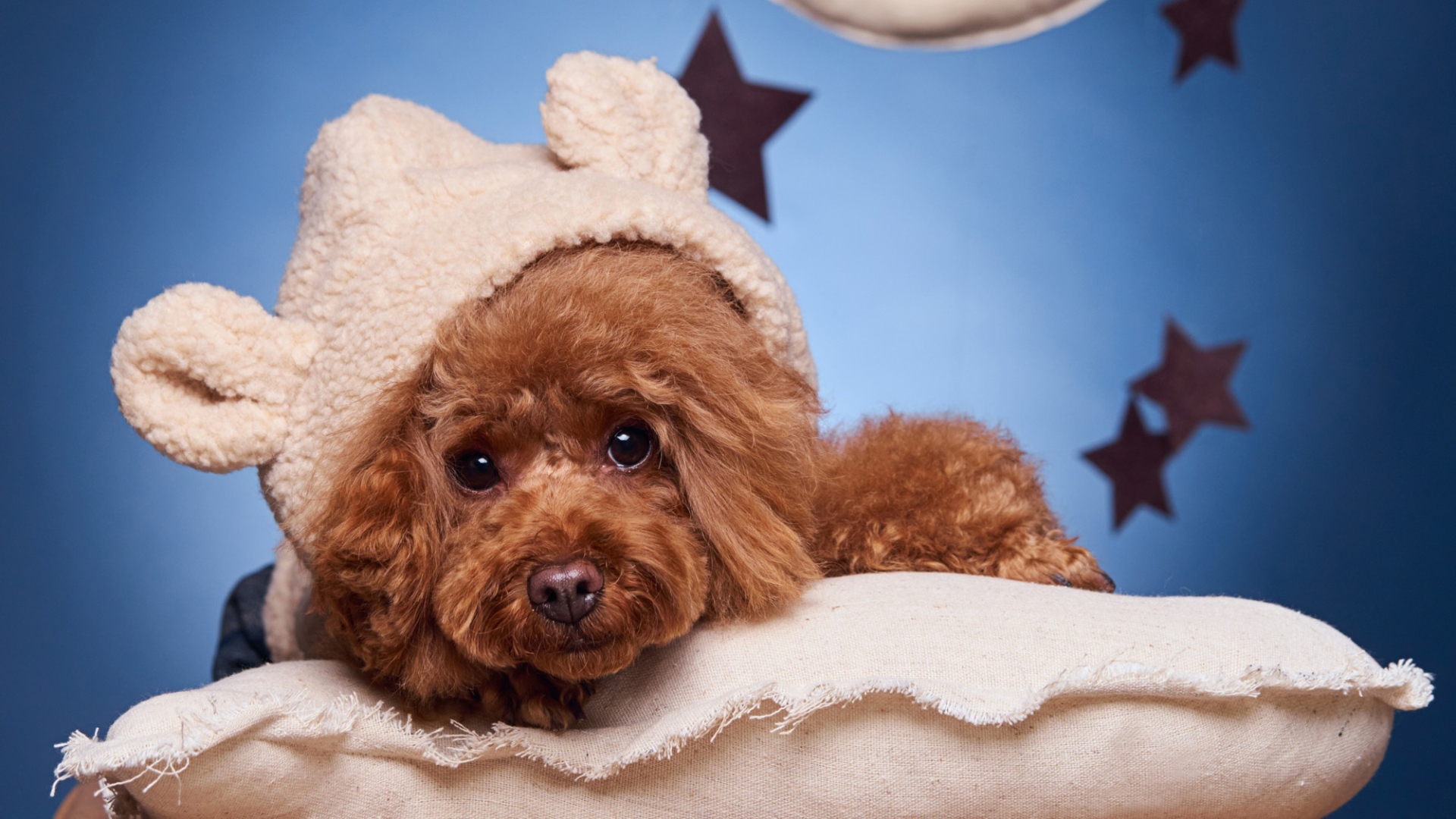 Милый коричневый пудель в костюме готовится ко сну