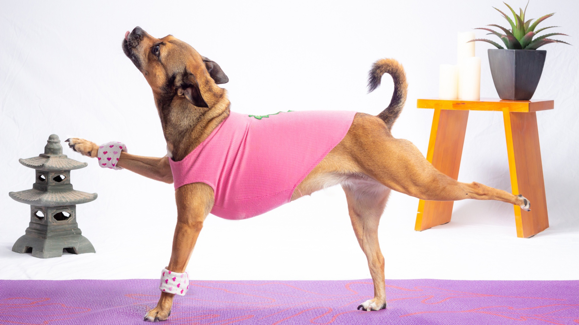 Собака в костюме занимается фитнесом 