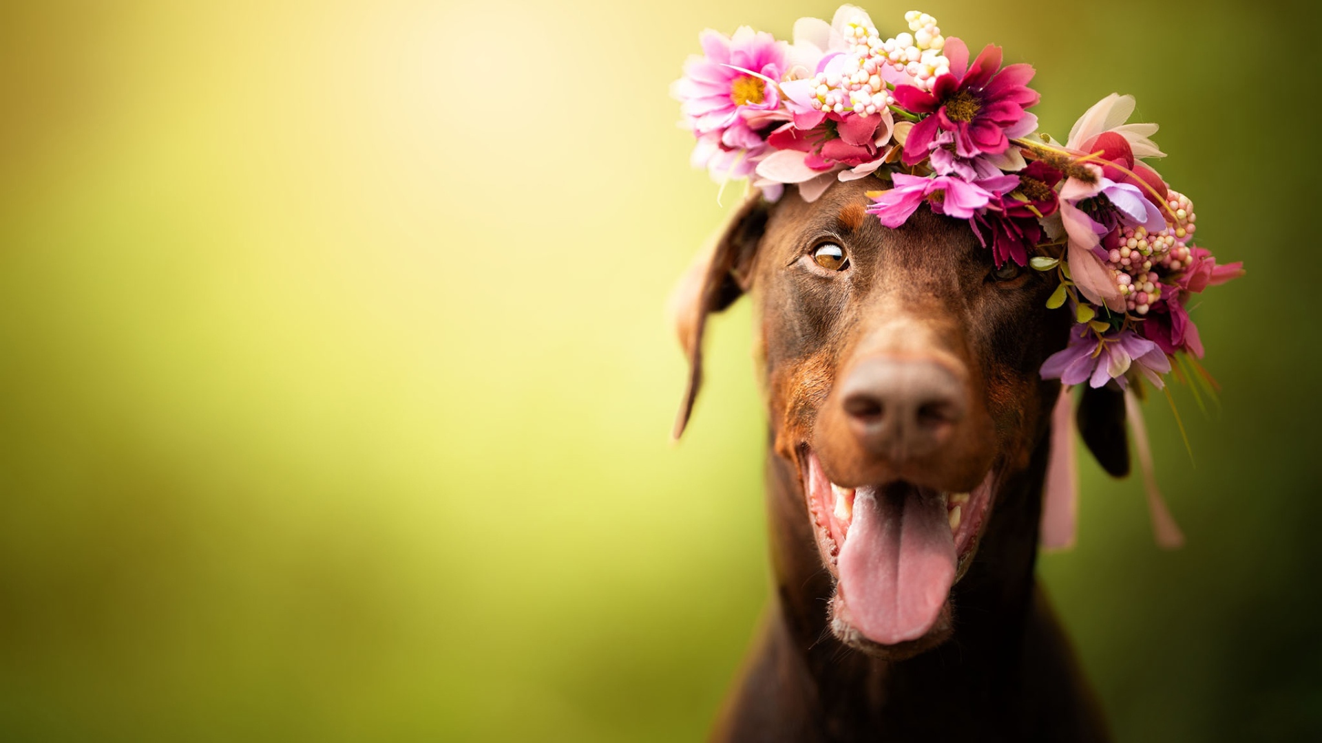 Собака с открытой пастью с венком на голове 