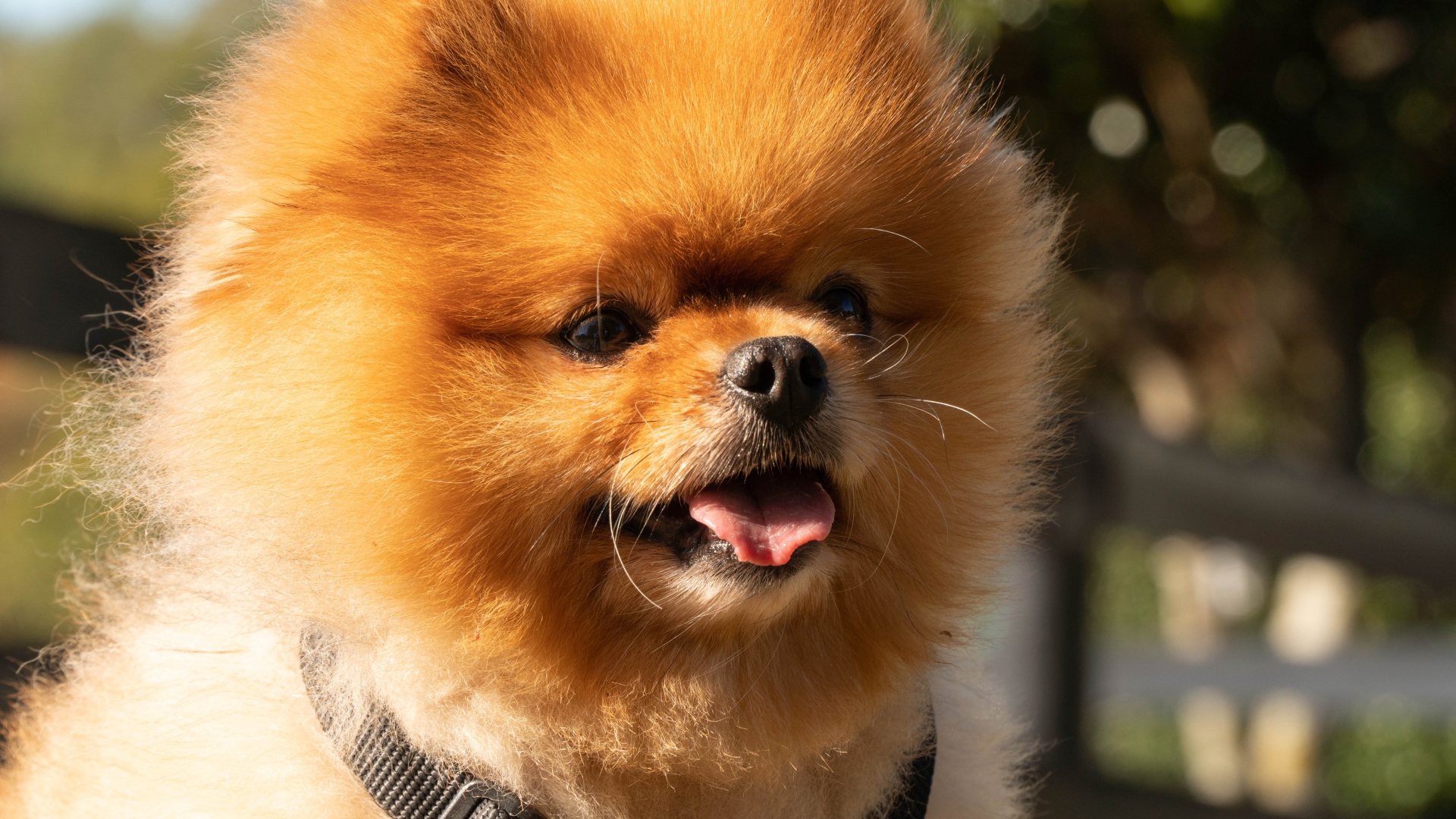 Пушистый померанский шпиц с высунутым языком