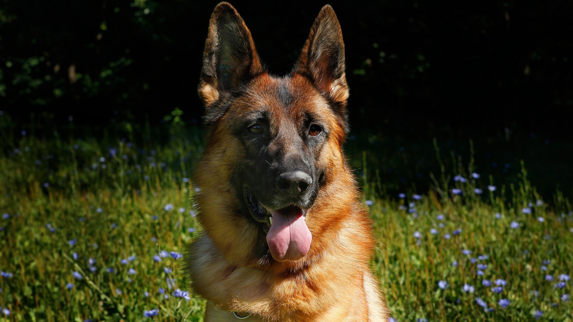 Немецкая овчарка с высунутым языком на зеленой траве