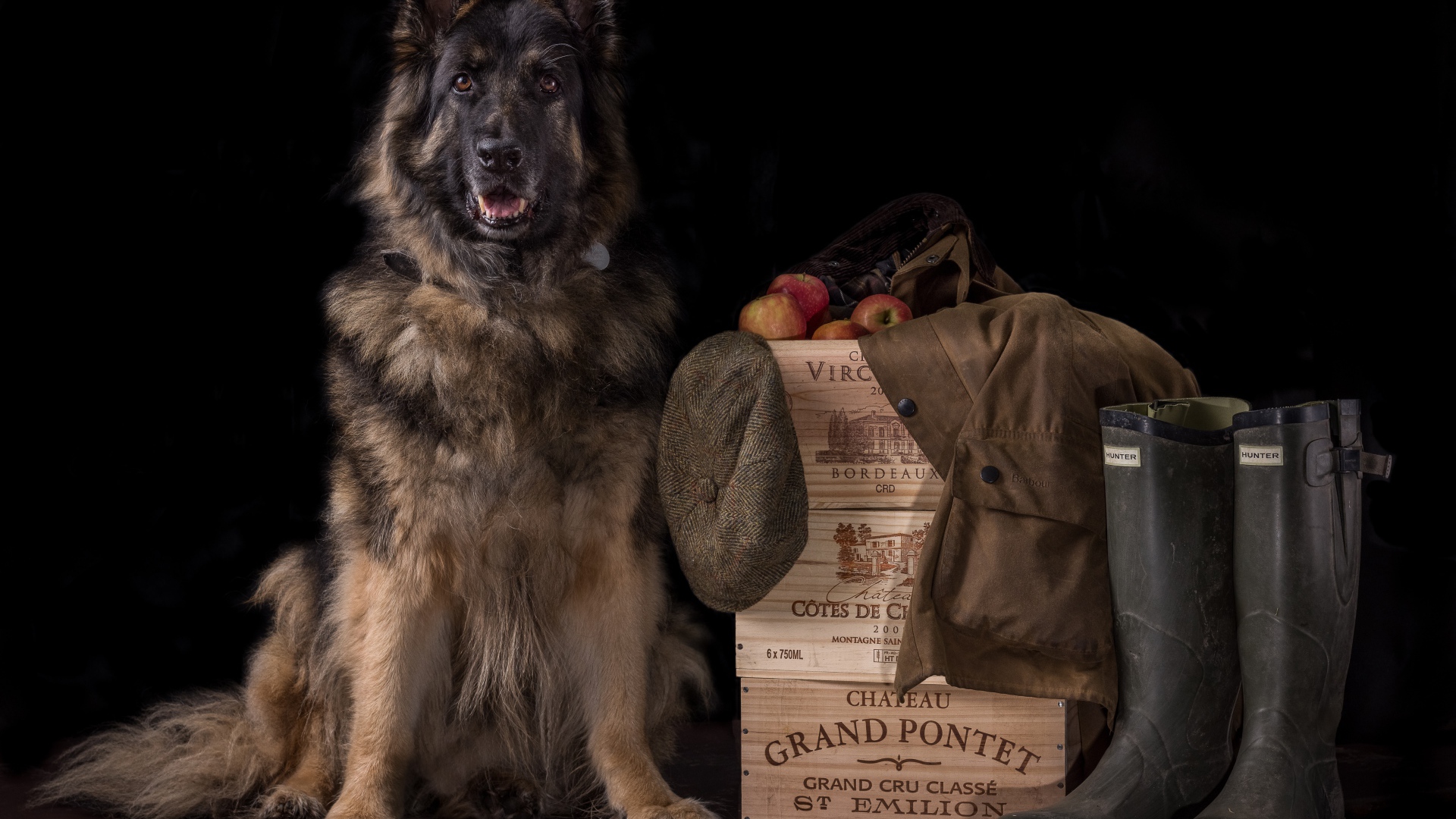 Немецкая овчарка на черном фоне охраняет вещи и ящики с яблоками