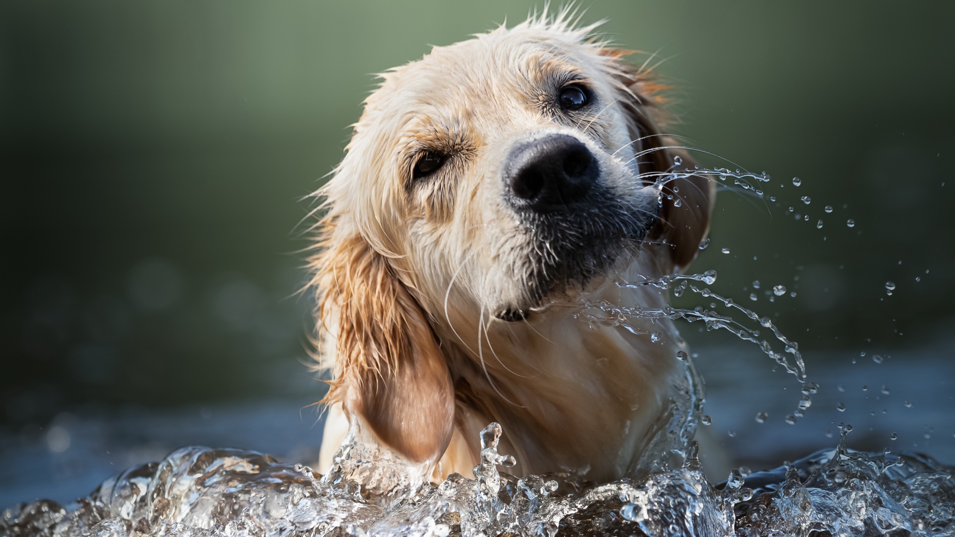 Золотистый ретривер купается в воде 