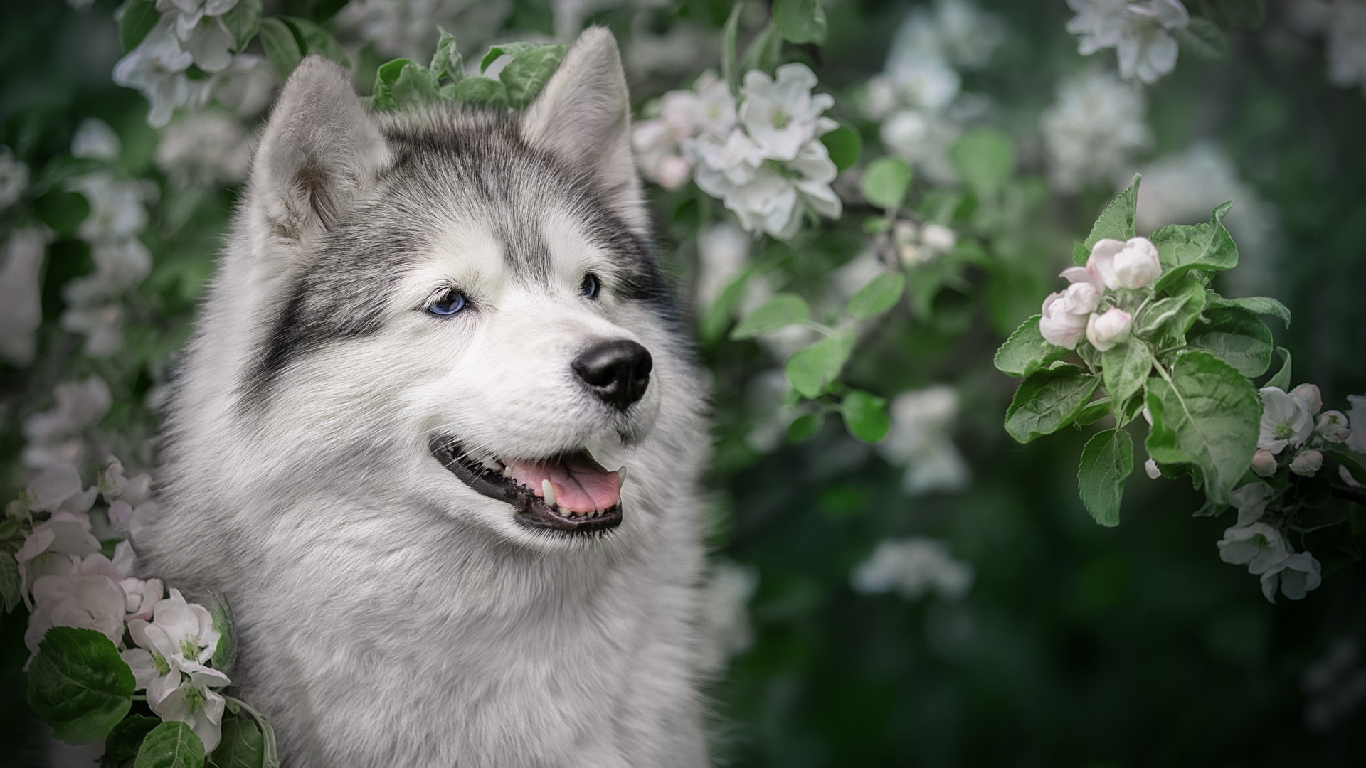 Husky with his tongue hanging out in apple blossom