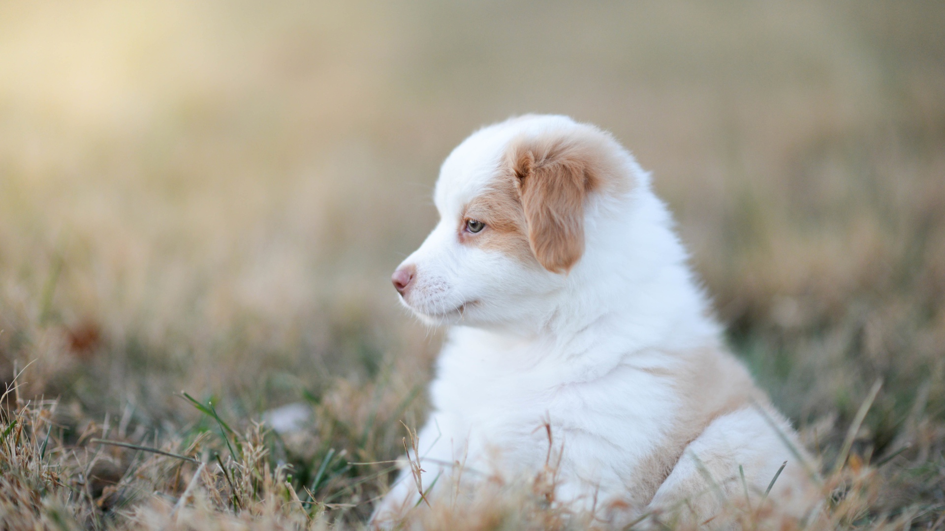 Маленький щенок австралийской овчарки сидит на траве
