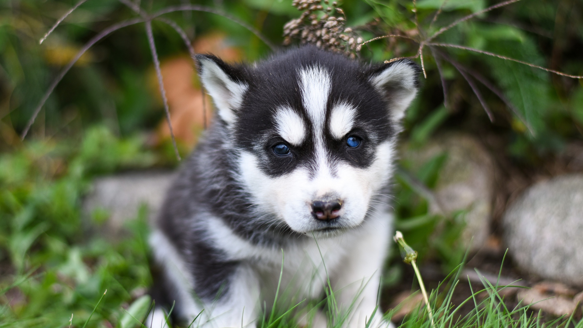 Маленький черно - белый щенок хаски сидит на траве