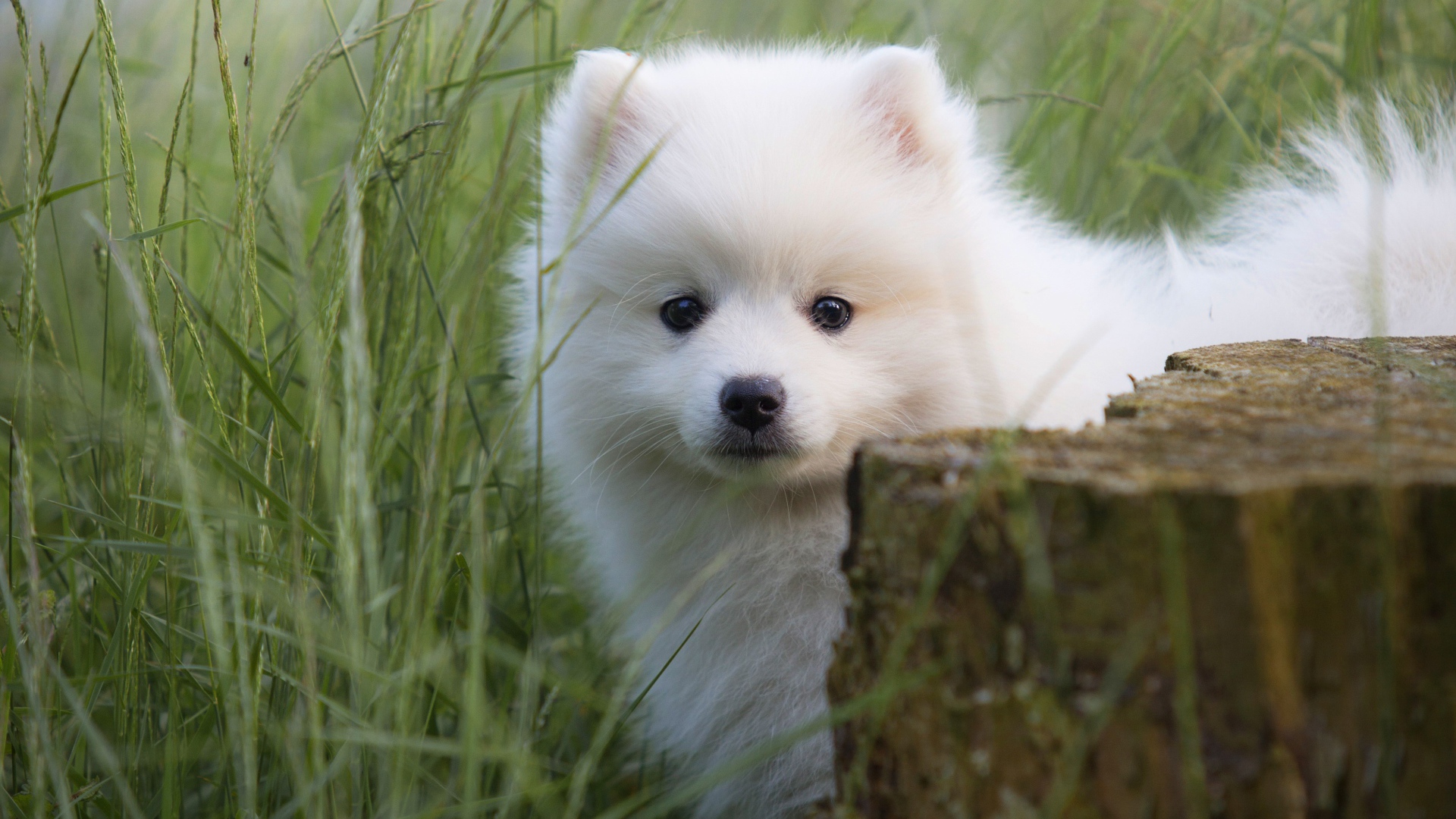 Little fluffy white Spitz puppy in green grass