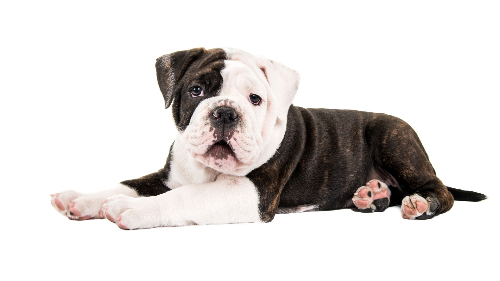 Маленький забавный щенок бульдога на белом фоне