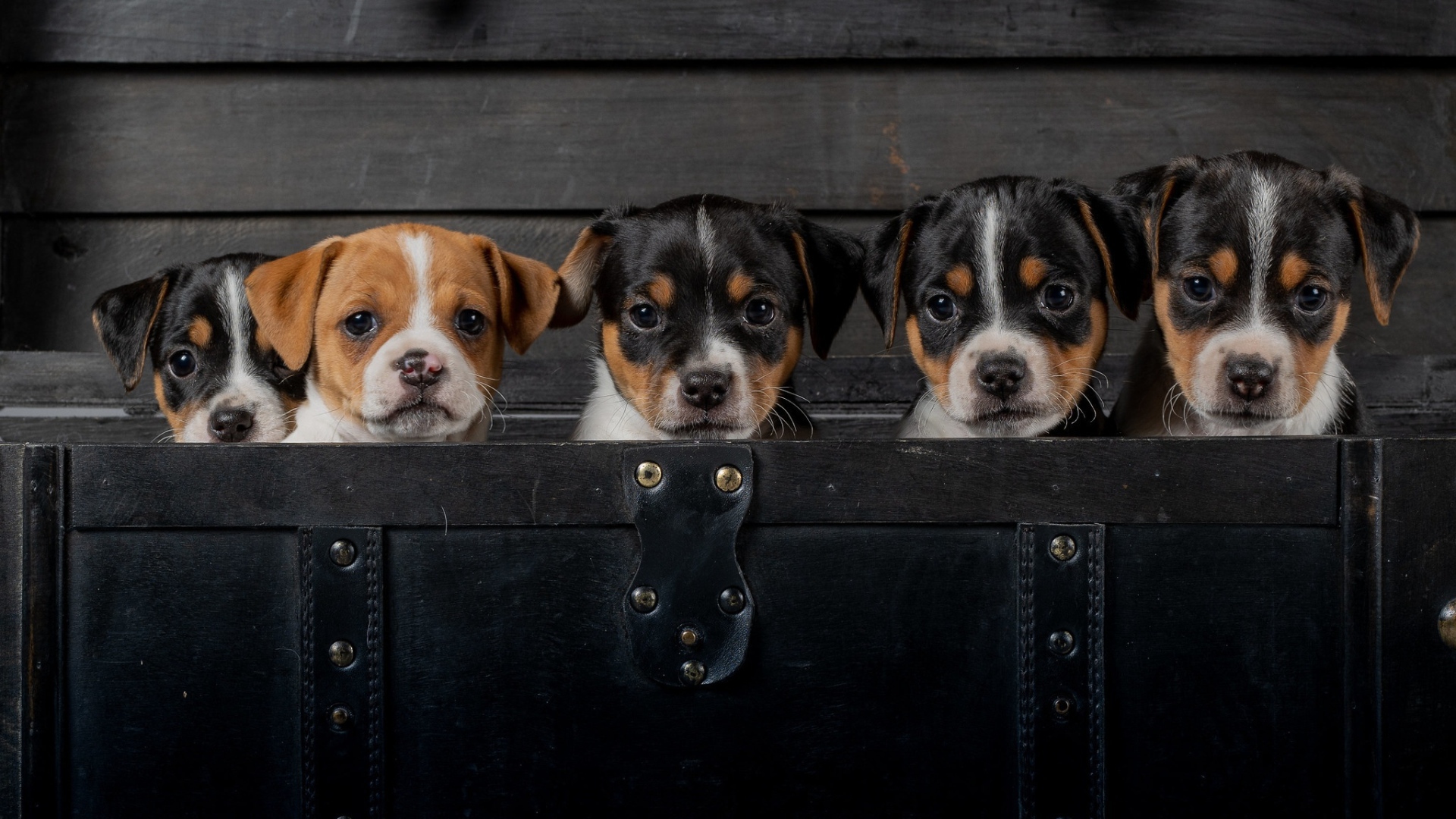 Маленькие забавные щенки сидят в черном чемодане 