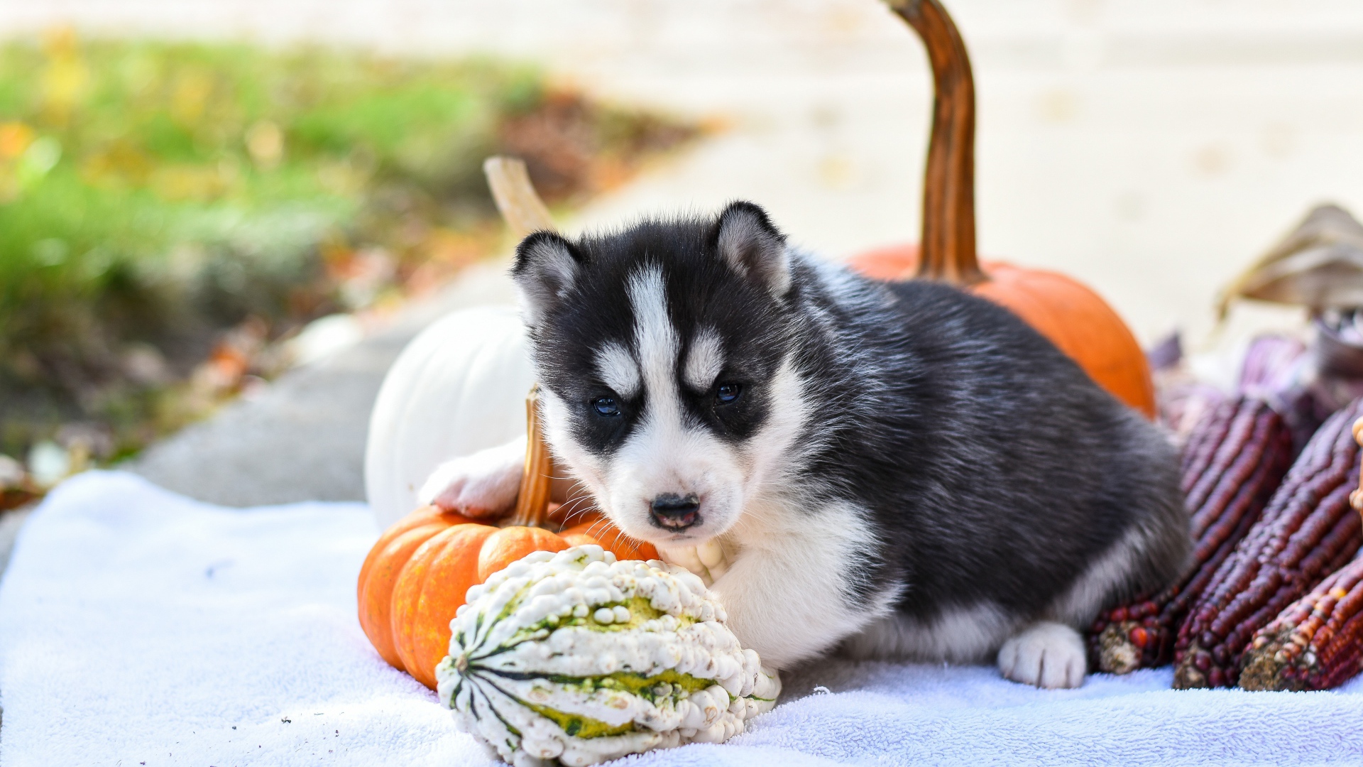 Little husky puppy with pumpkin and corn