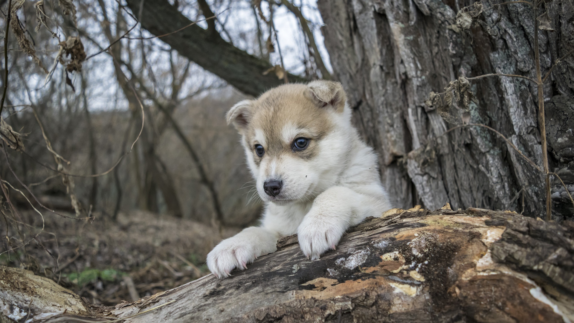 Маленький щенок сидит на сухом дереве в лесу