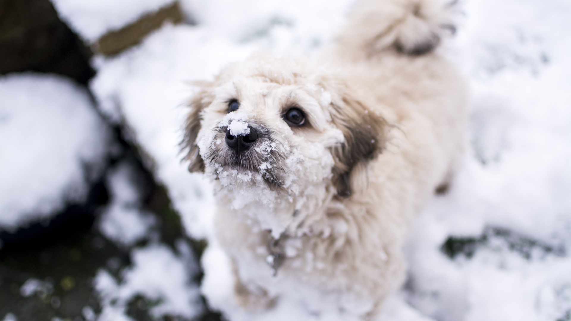 Маленький белый пес в снегу