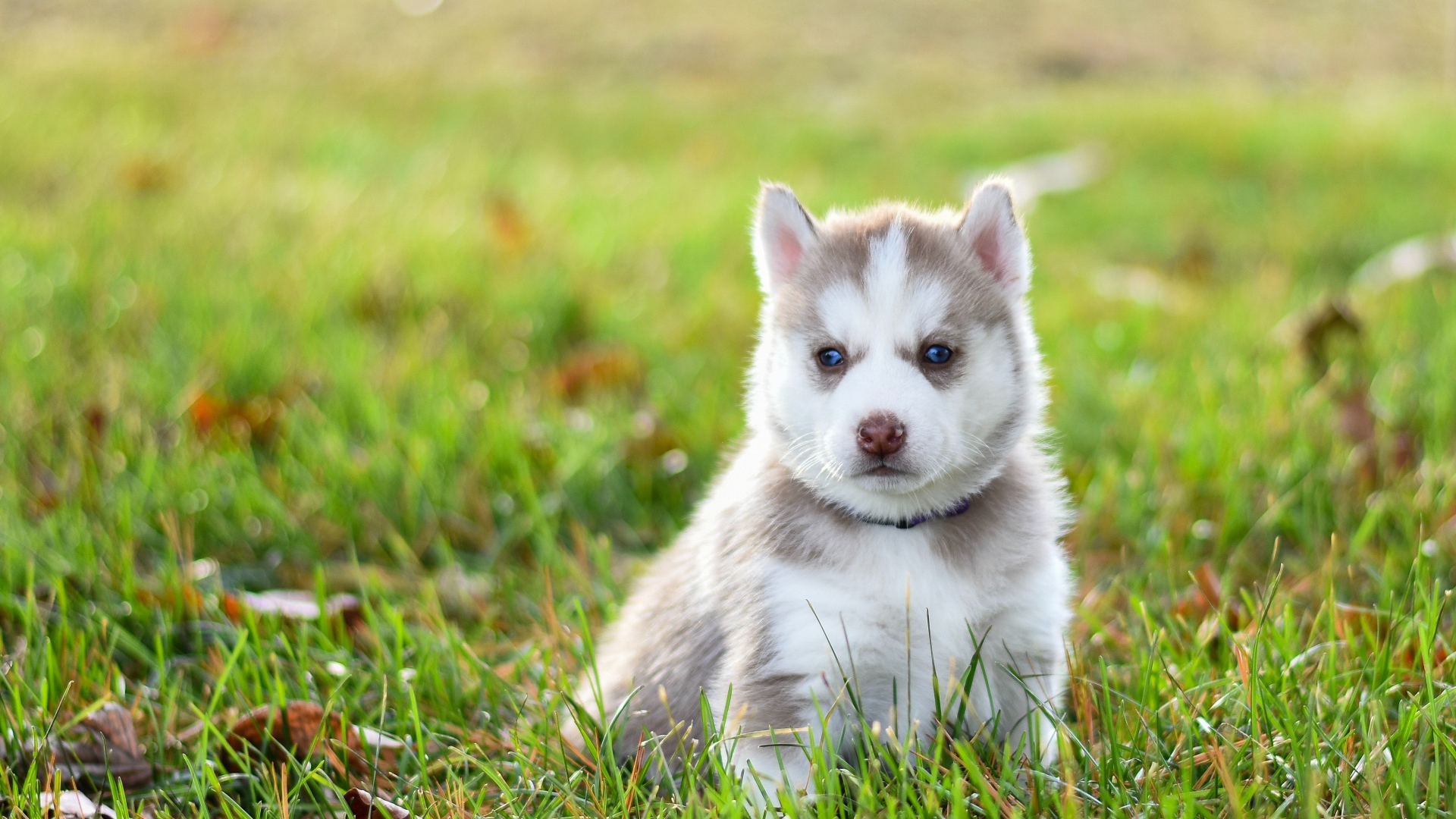 Задумчивый щенок хаски сидит на зеленой траве
