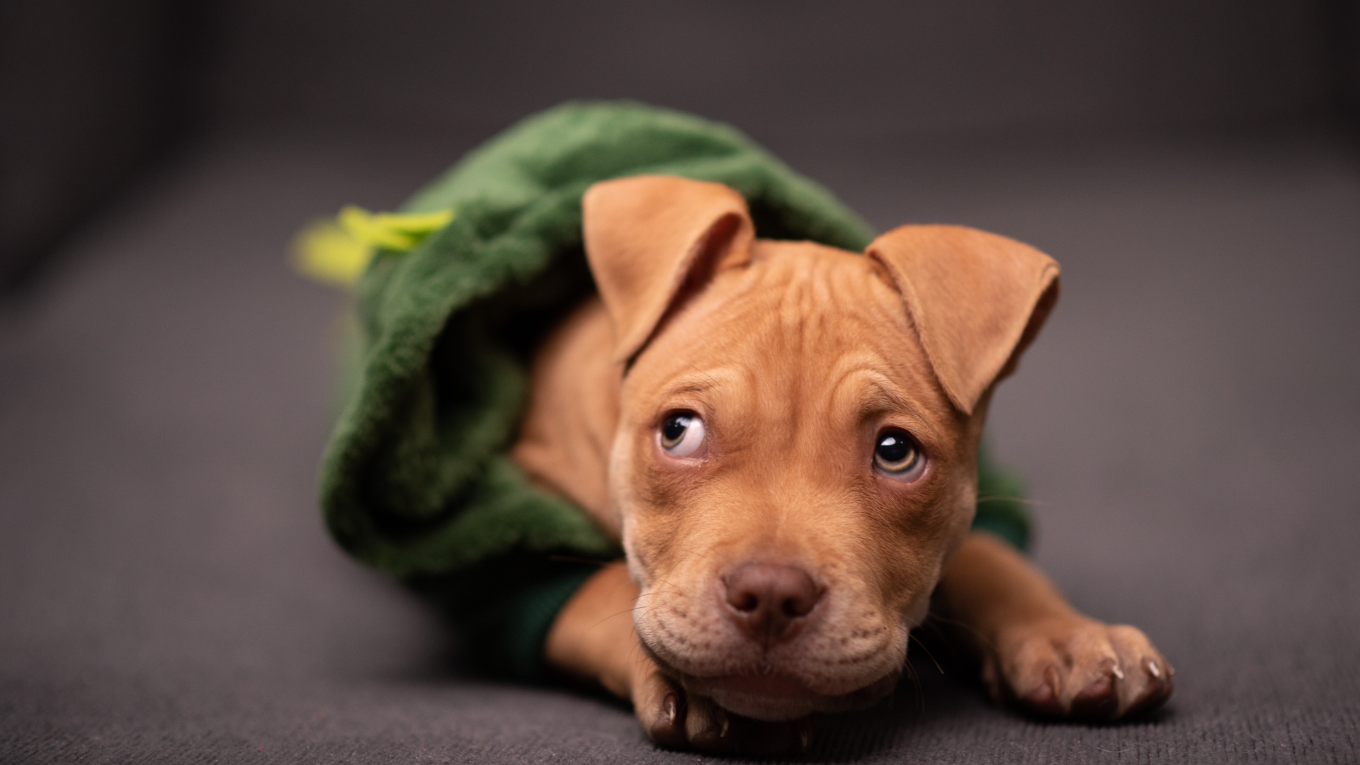 Рыжий щенок в костюме лежит на диване