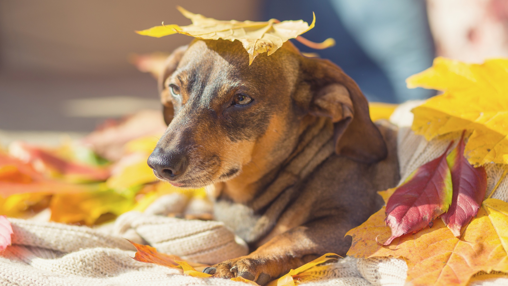 Грустная собака лежит на опавших листьях 