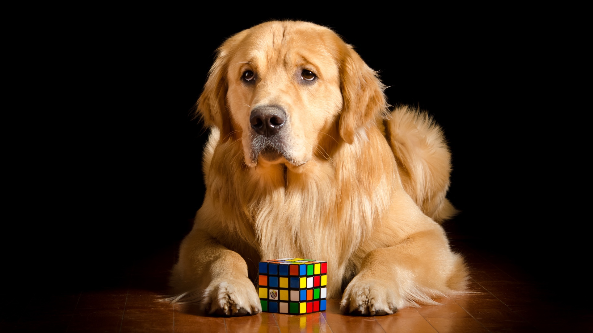 Грустный золотистый ретривер лежит с кубиком Рубика 