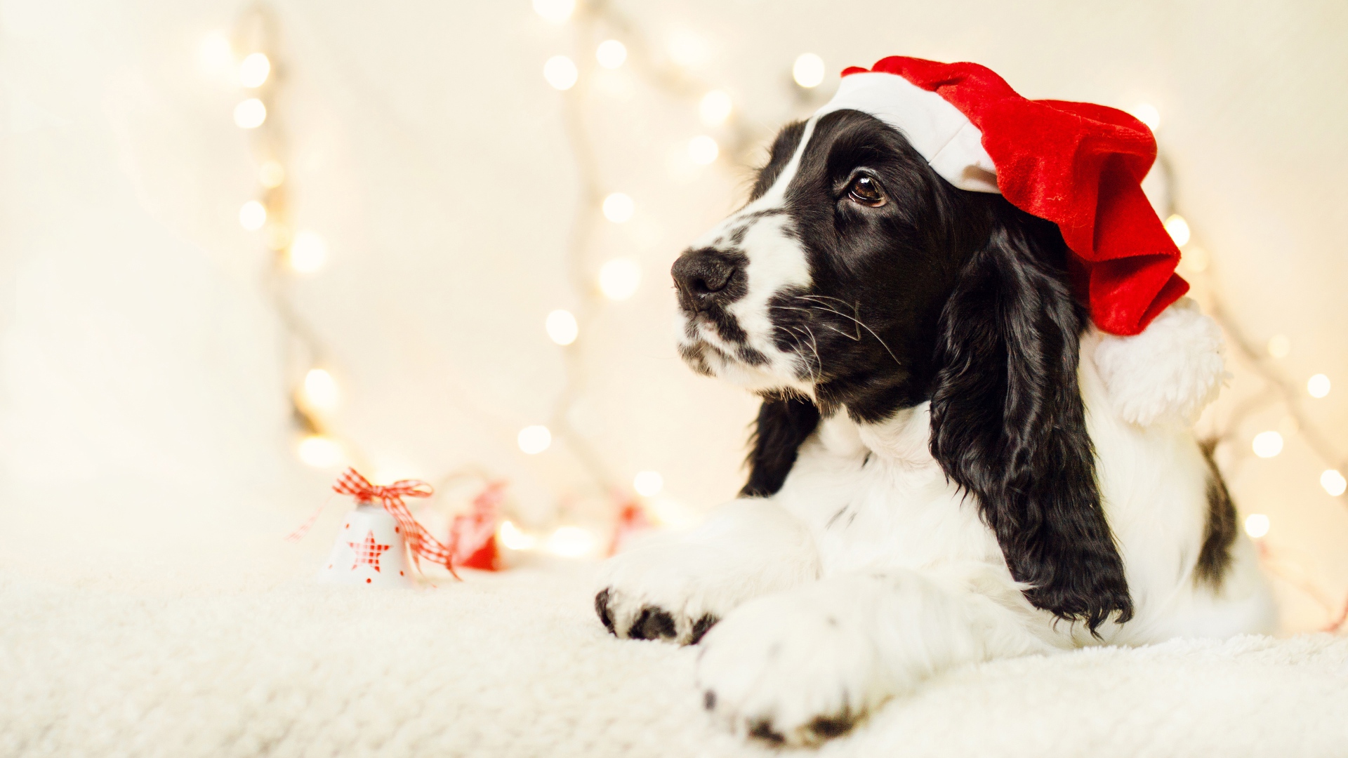 Собака породы сеттер в шапке Санта Клауса 