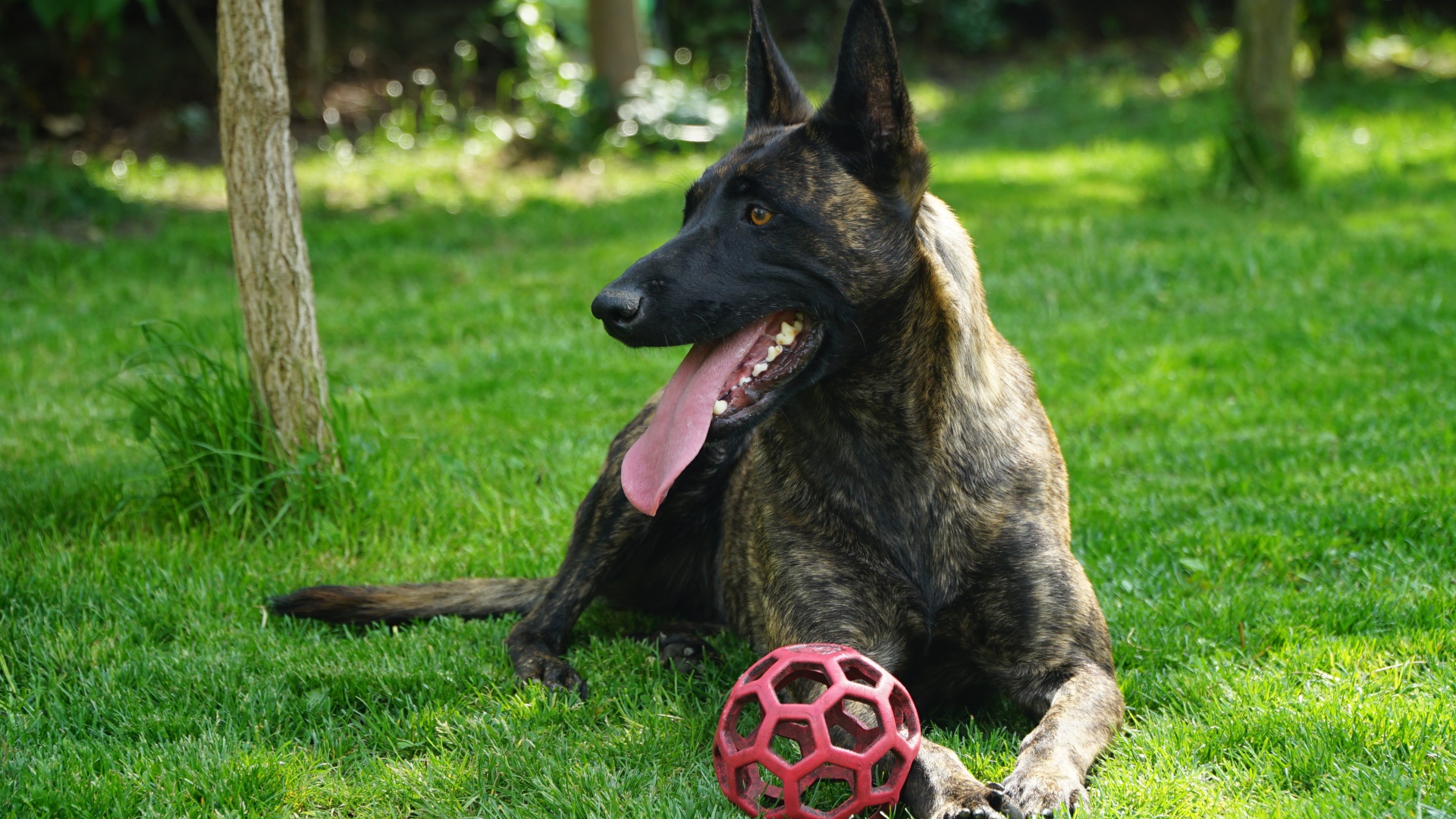Овчарка с высунутым языком лежит с мячом на зеленой траве