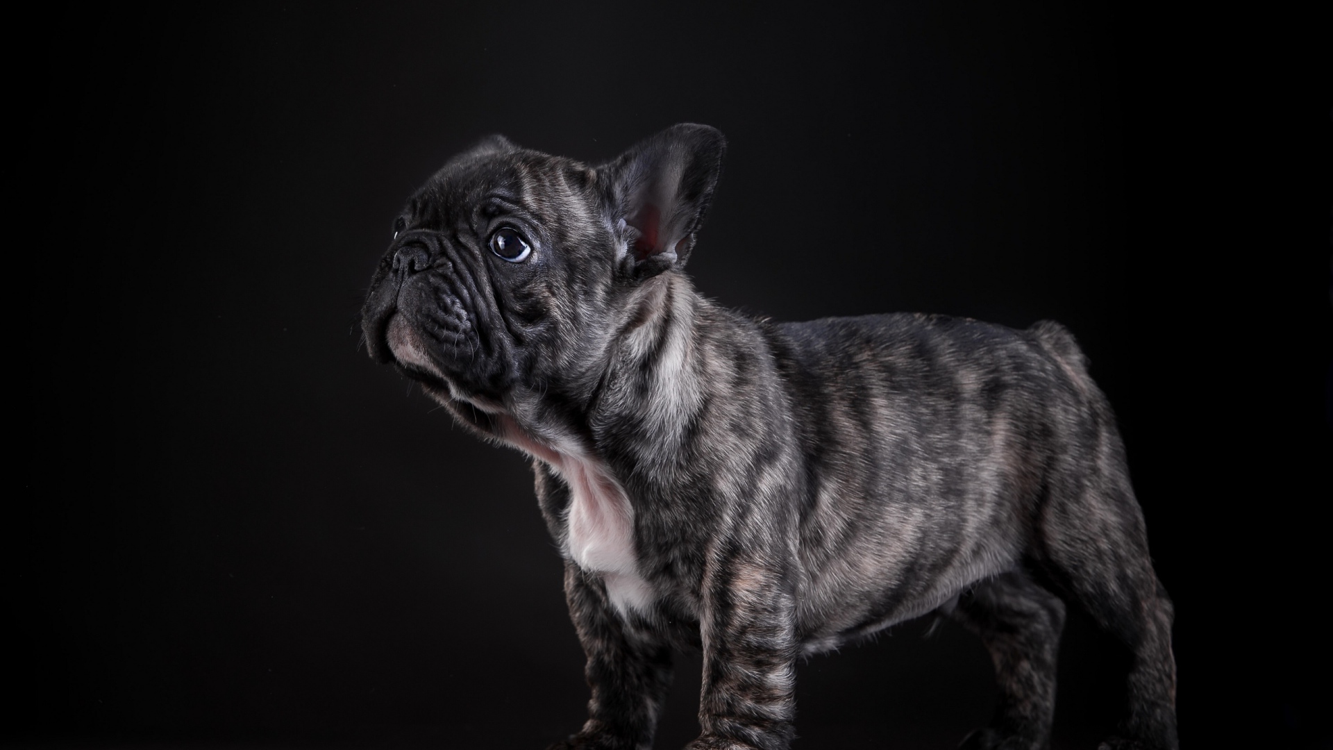 Small french bulldog puppy on black background