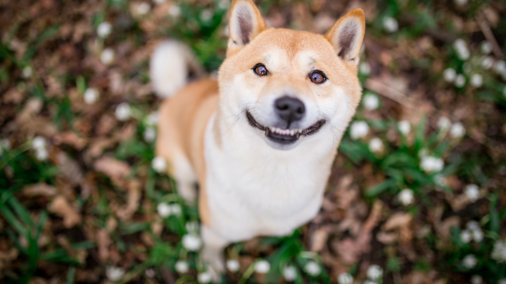 Улыбающаяся собака породы акита ину 