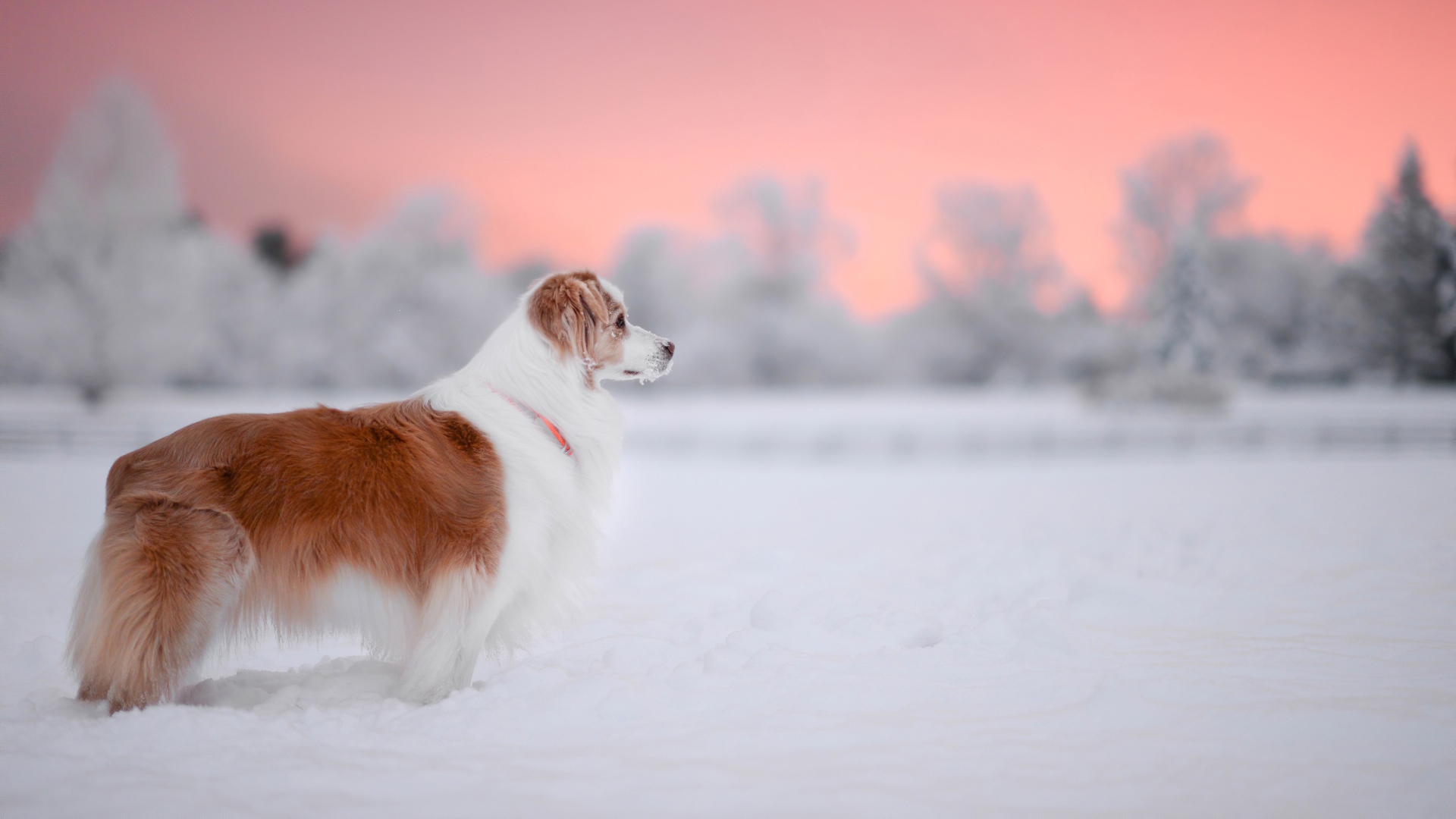 Породистый пес стоит на снегу 