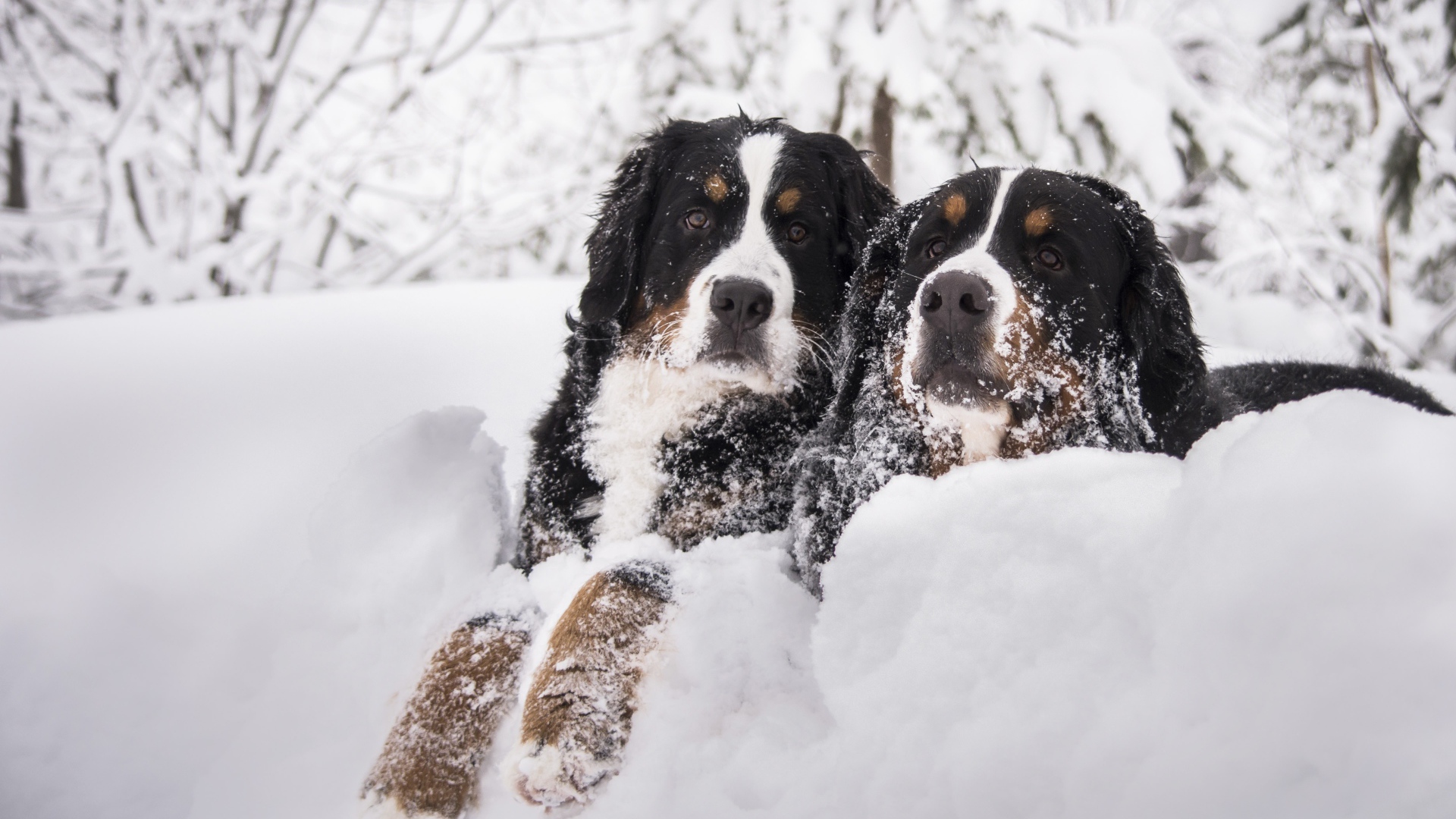 Две собаки Бернский зенненхунд лежат на снегу 